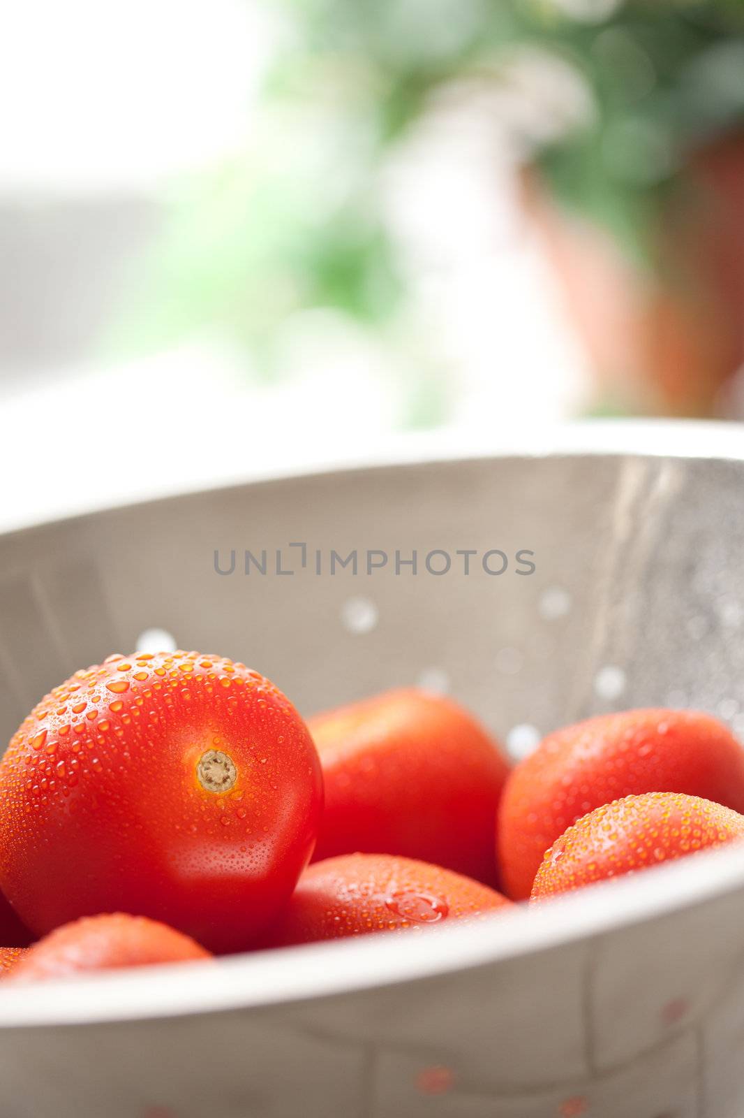 Macro of Fresh, Vibrant Roma Tomatoes in Colander with Water Drops Abstract.