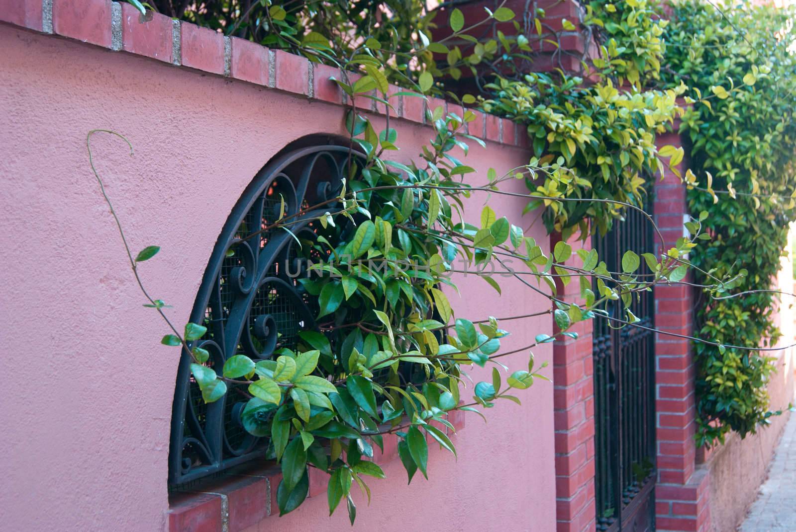 Wall pink with the iron gates is wound by the green ivy