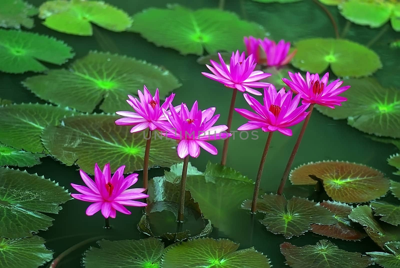 Water lily in full bloom in the pond by xfdly5
