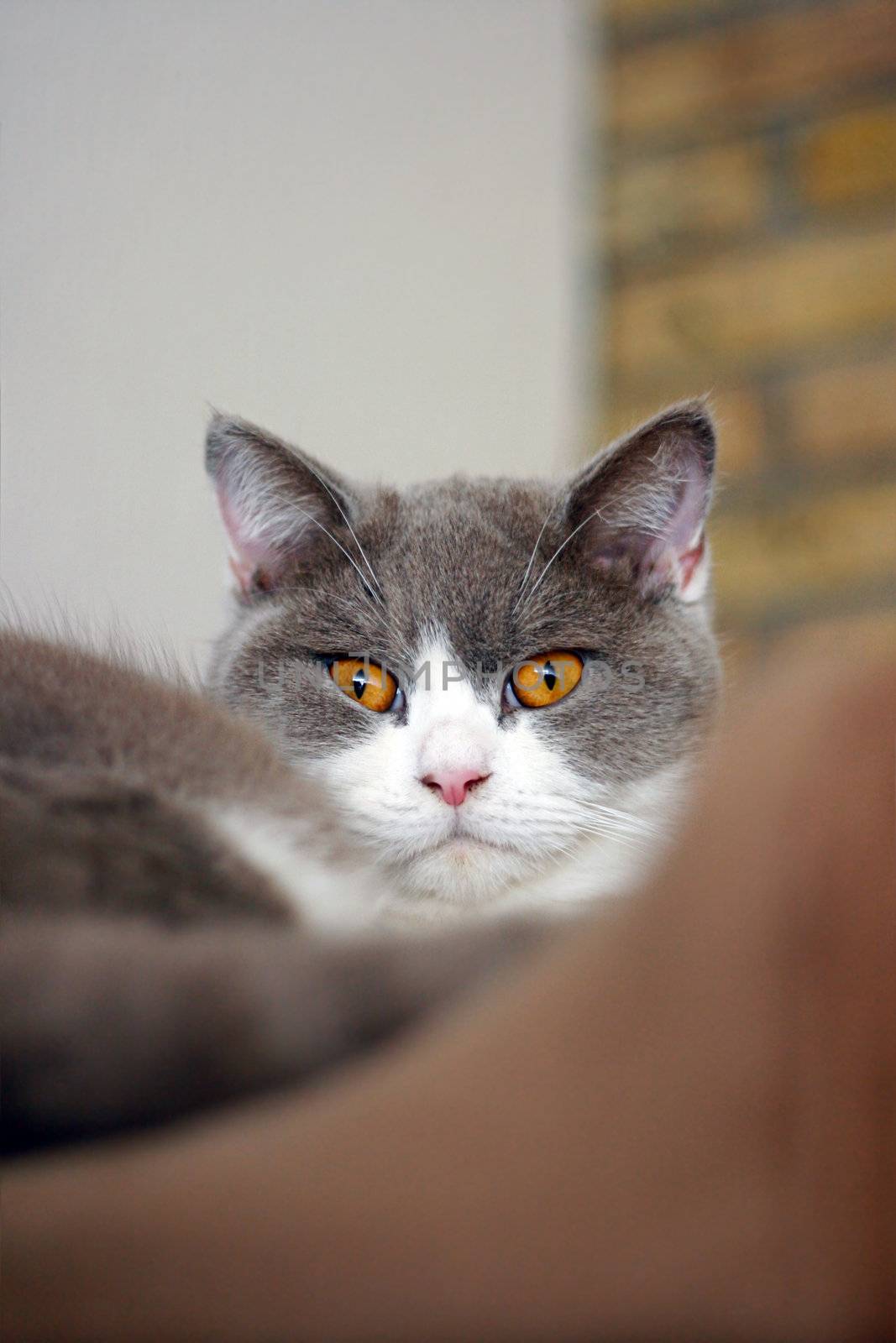 Grey and white British shorthair cat with orange eyes