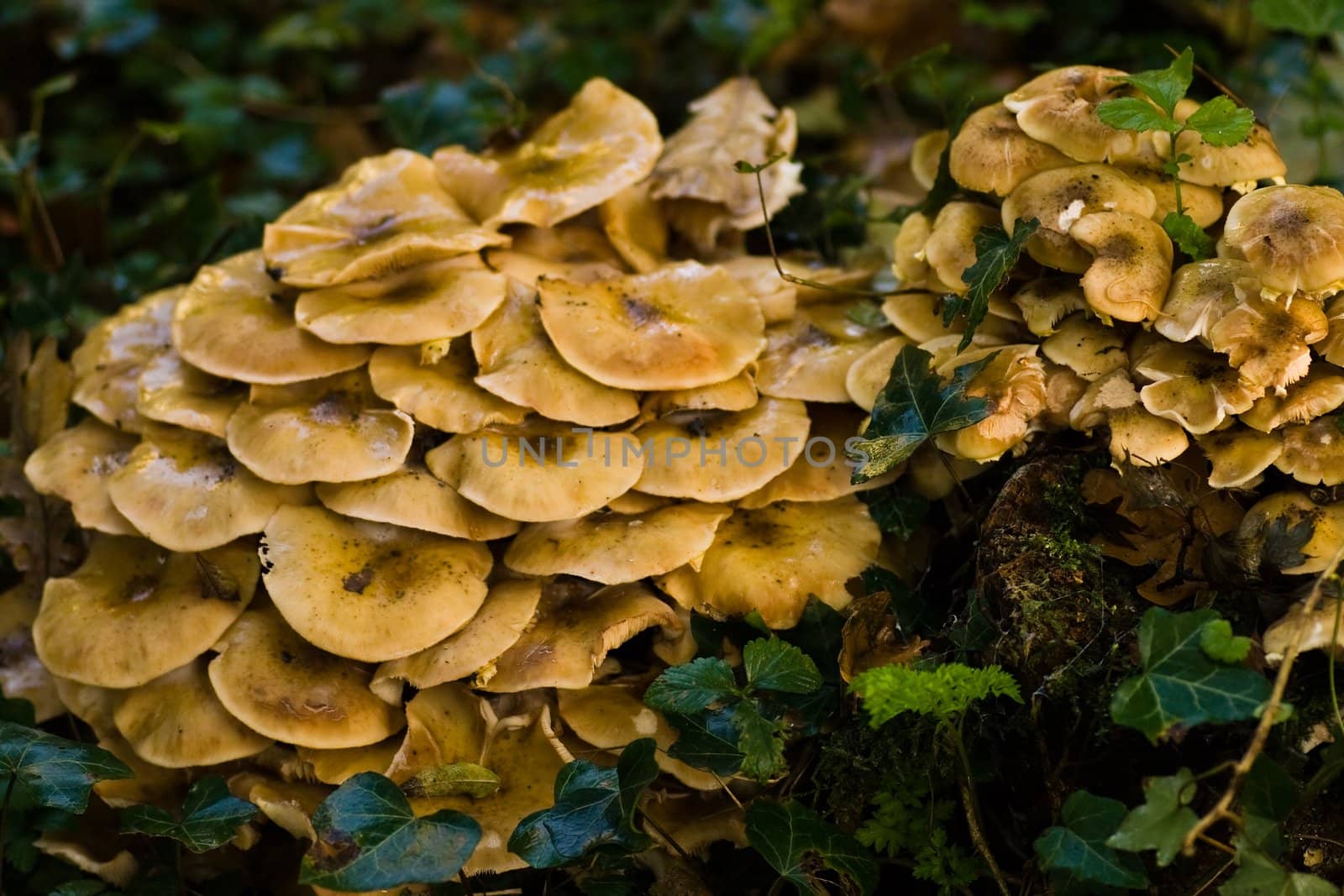 A group of mushrooms in sun and shadow