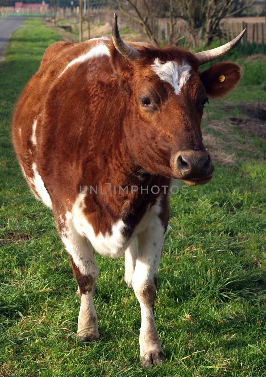 Ayrshire Cow by MargoJH