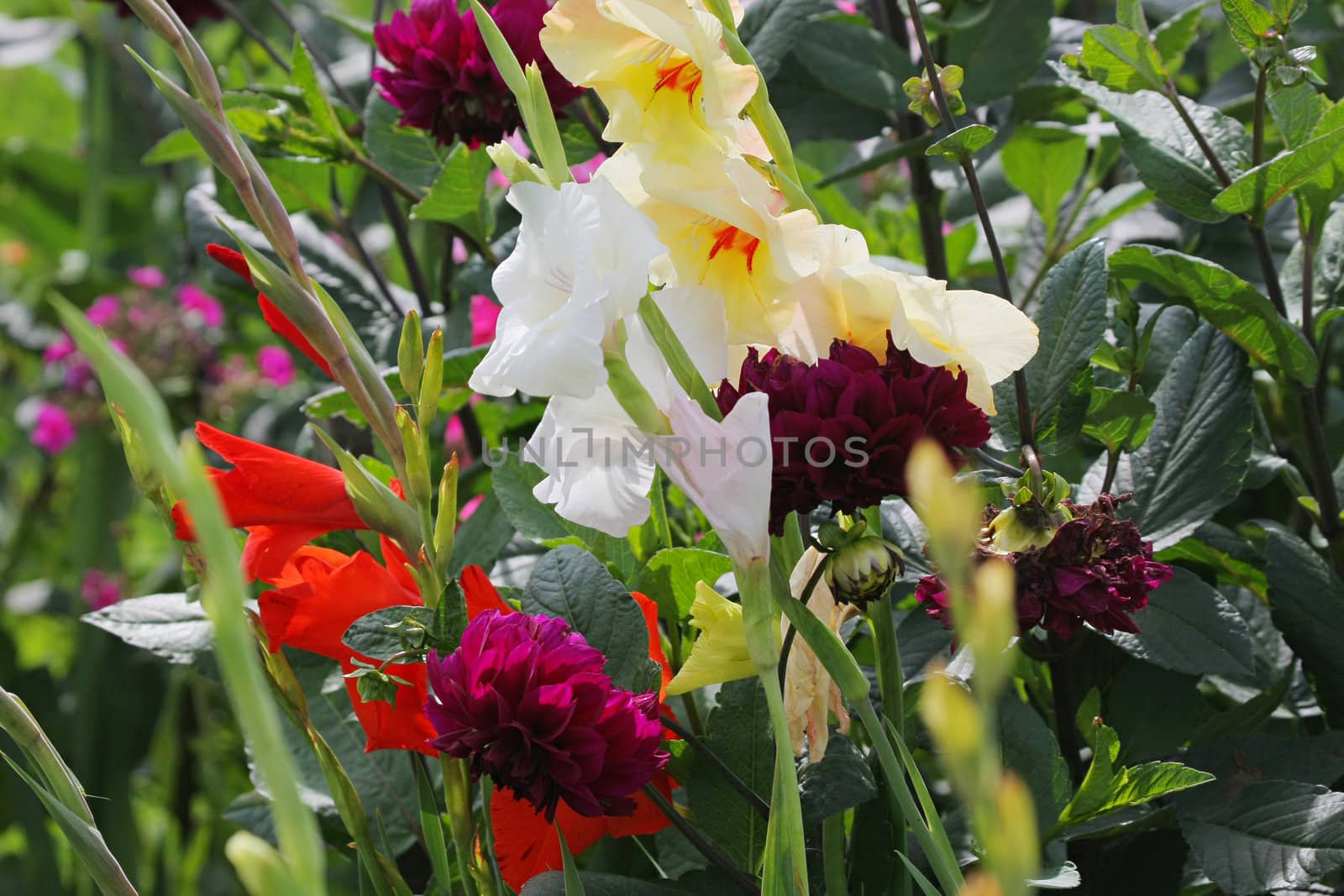 Multi-coloured gladiolus and dahlies in summer day.