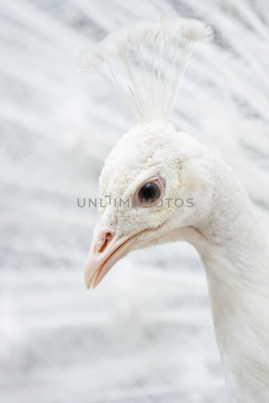 Head of white peacock in close view