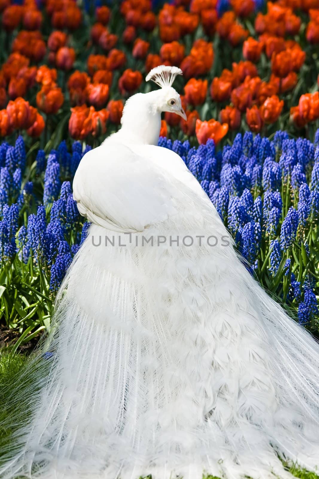 White peacock in spring with red and blue flowers