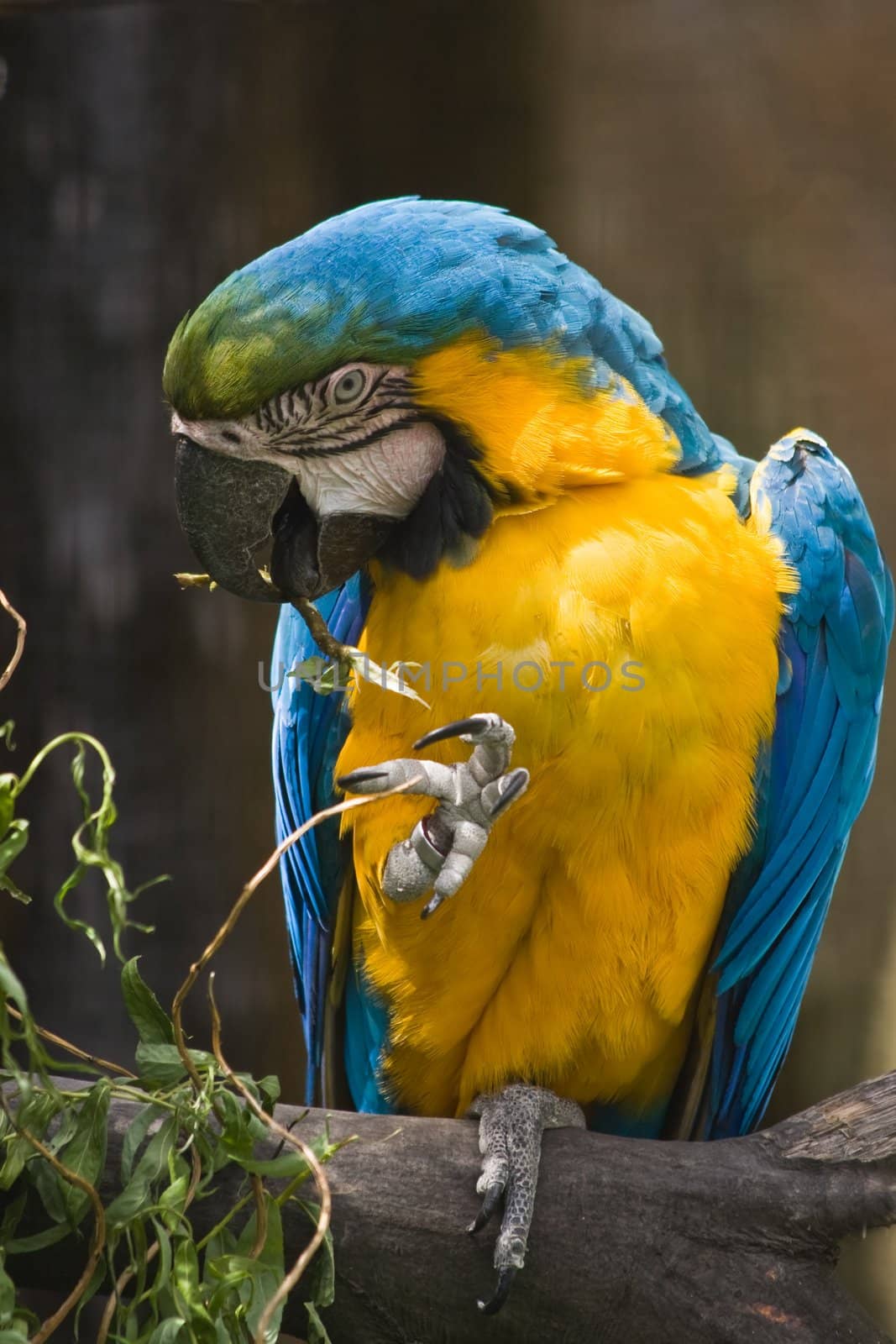 Yellow and blue parrot sitting on a branch, eating and looking