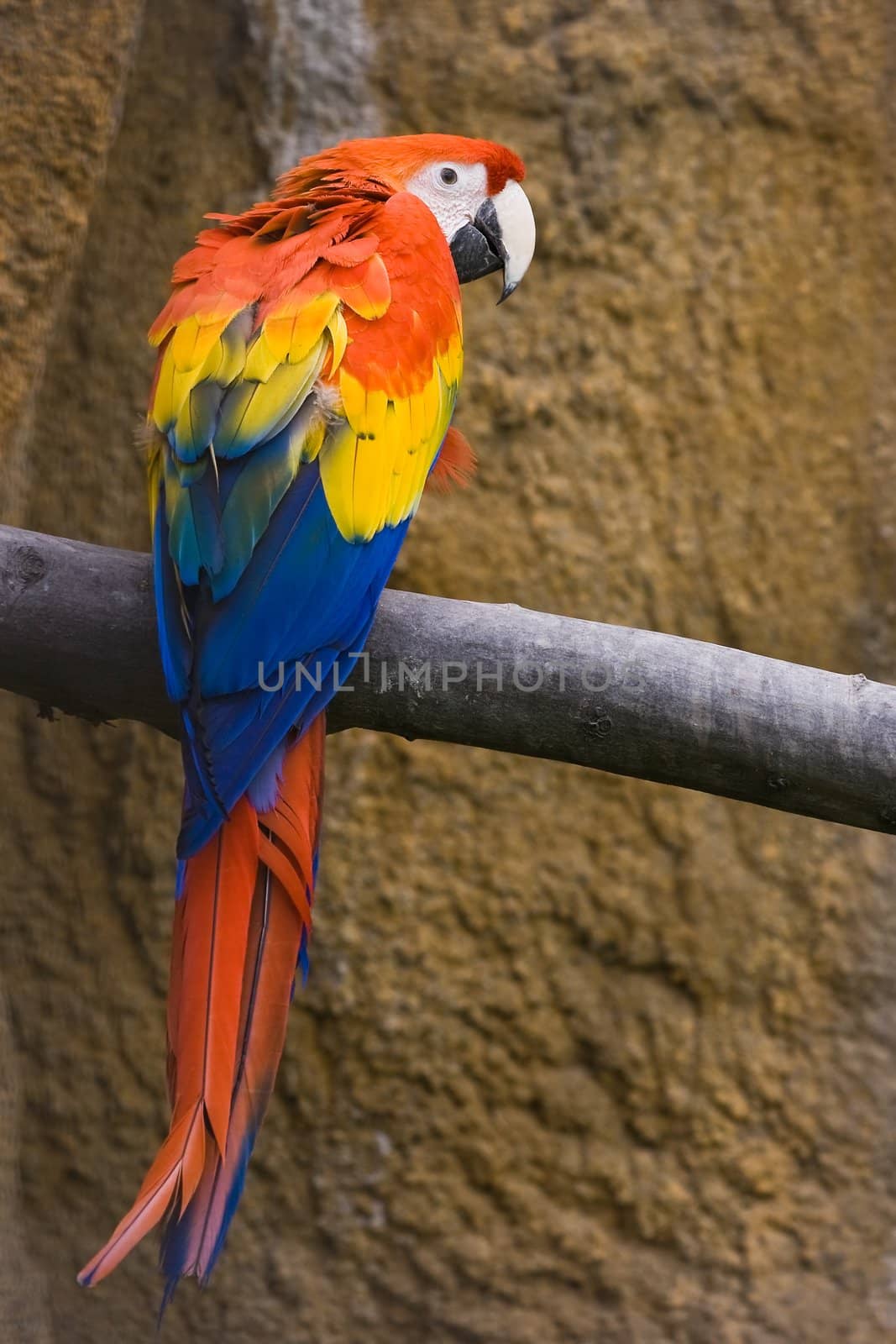 Colorful red, yellow and blue parrot looking over his shoulder
