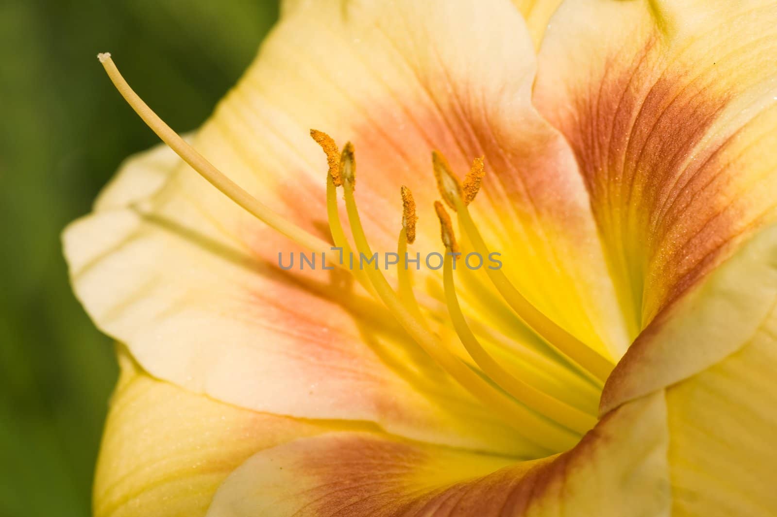 Daylily in the sun in close view