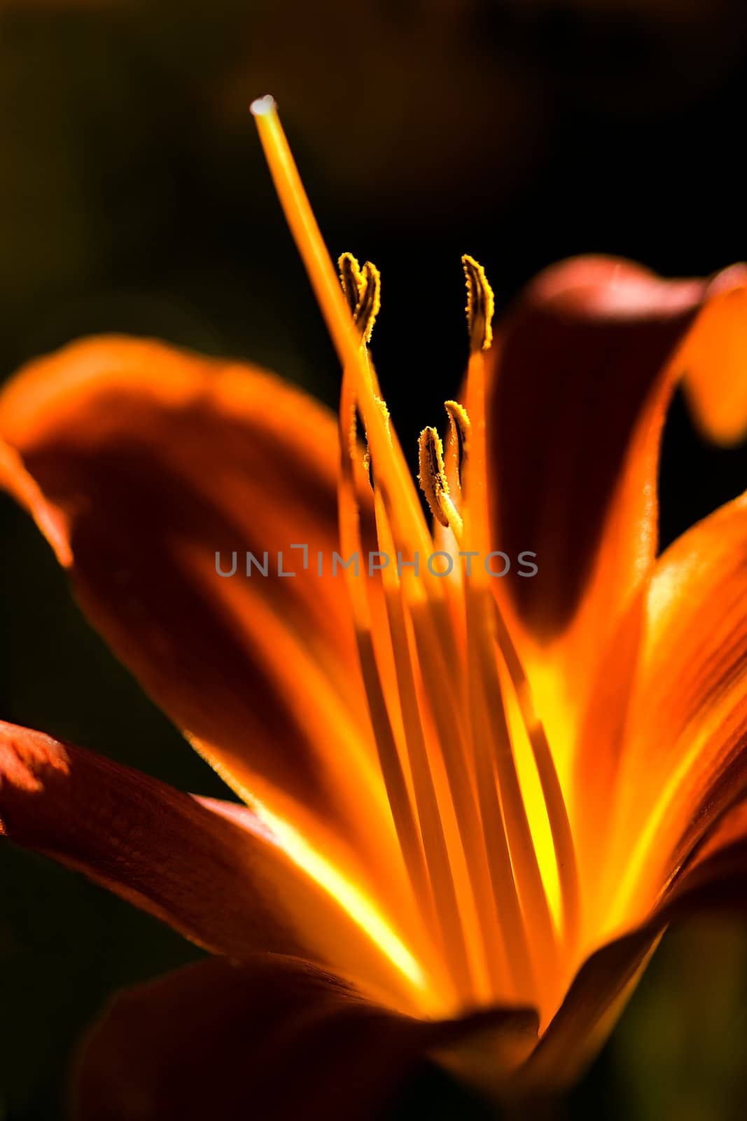 Orange daylily glow in evening sunlight by Colette