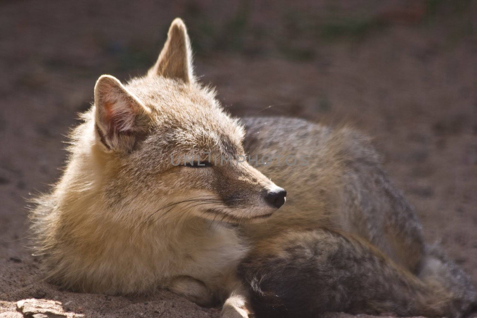 Female swift fox resting in the sunshine