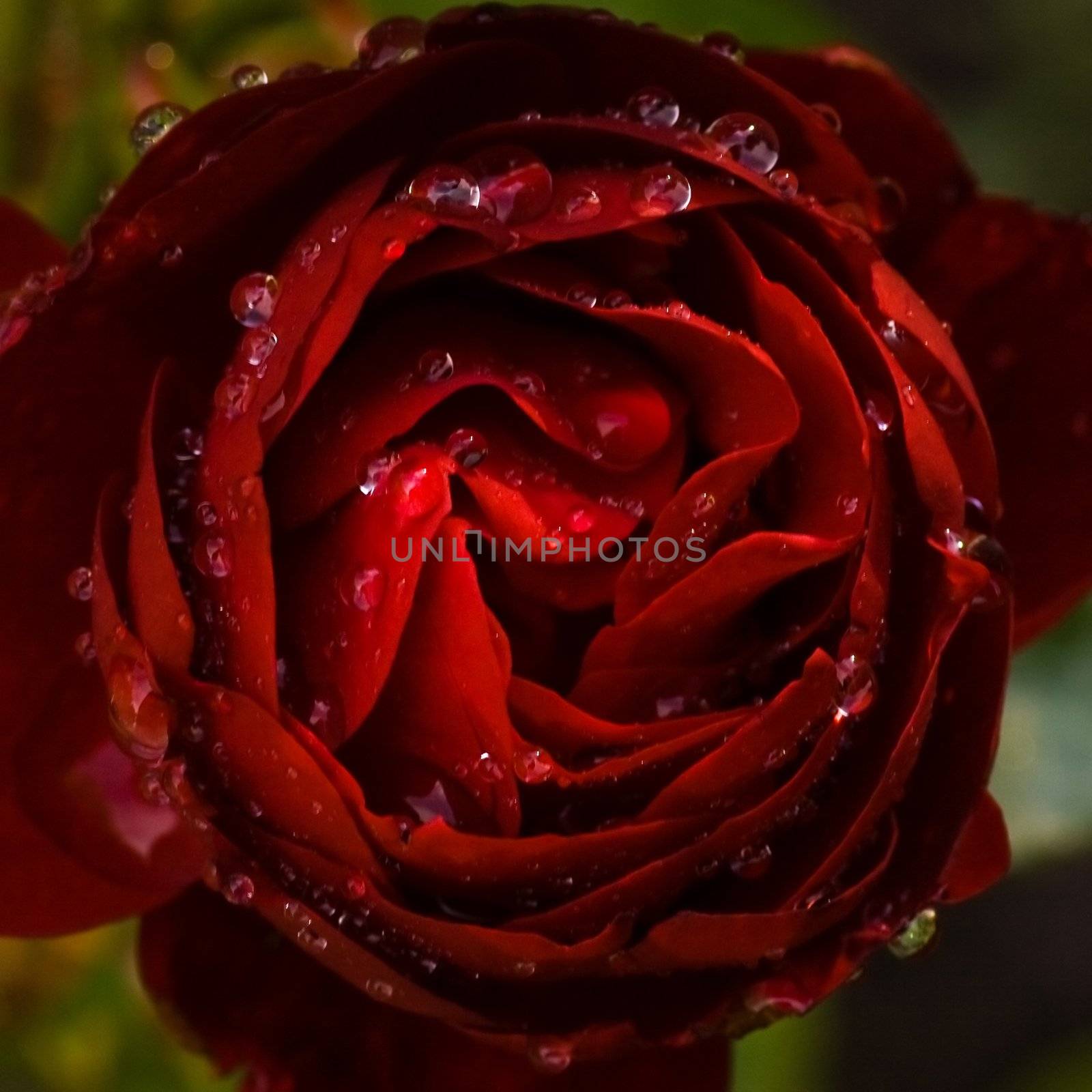 Dark red rose with drops of rain