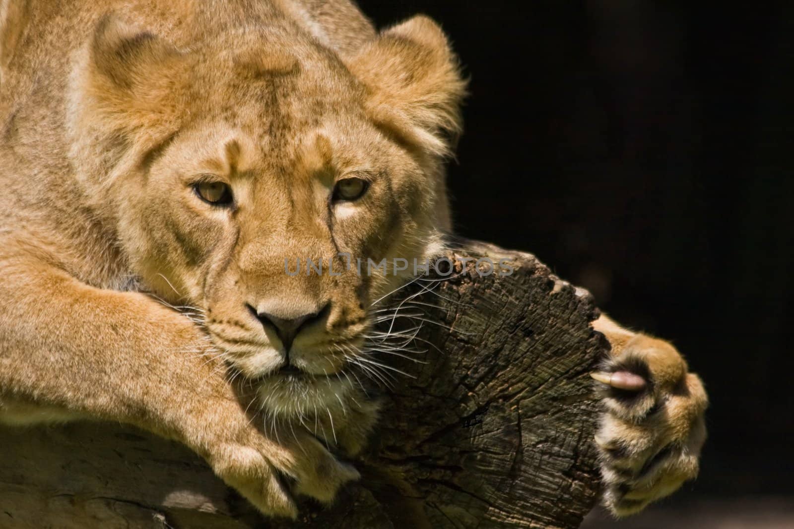 Young lioness climbing on a dead tree and watching