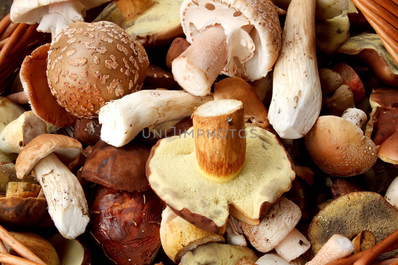 detail of fresh autumn mushroom by artush