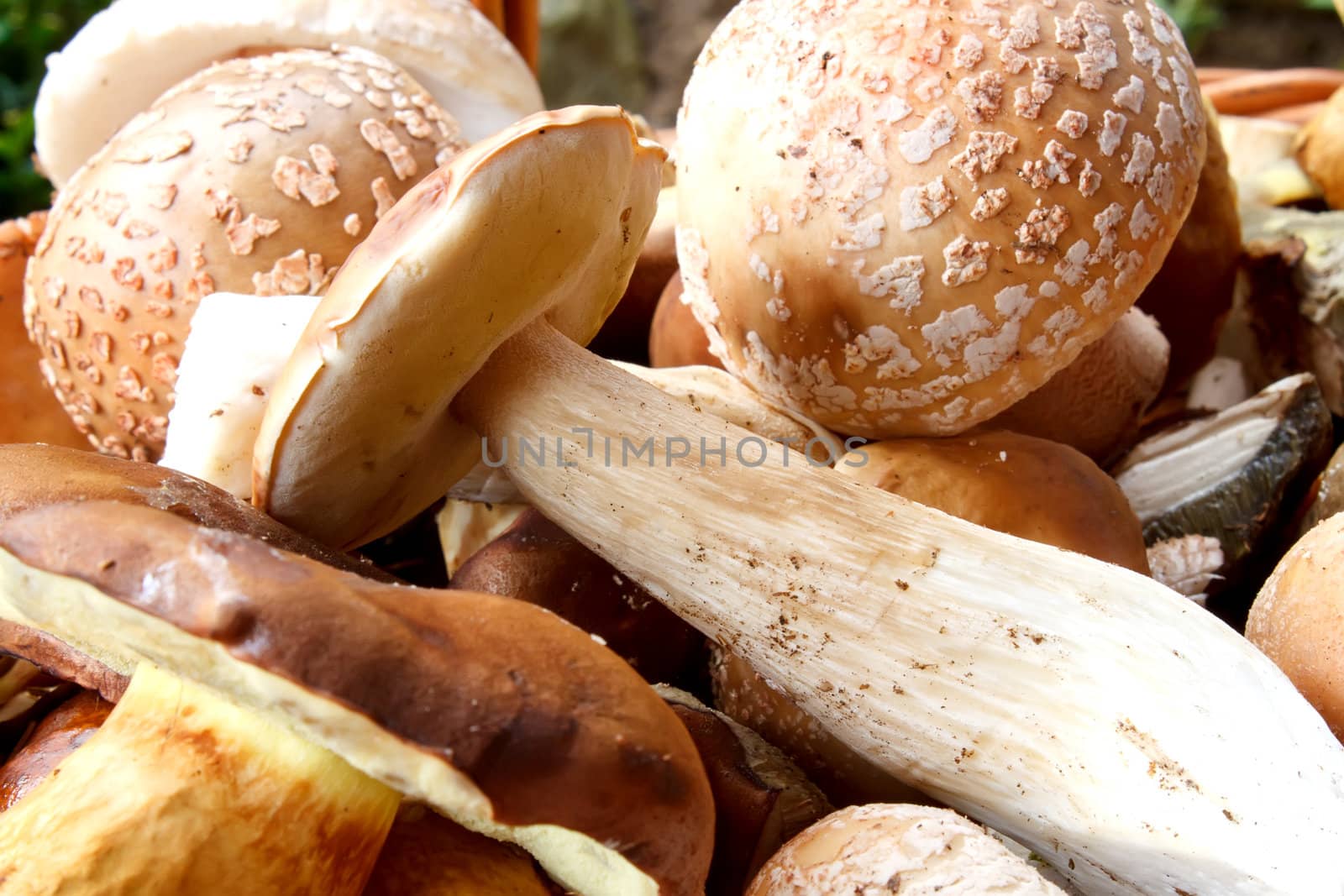 detail of fresh autumn mushroom by artush