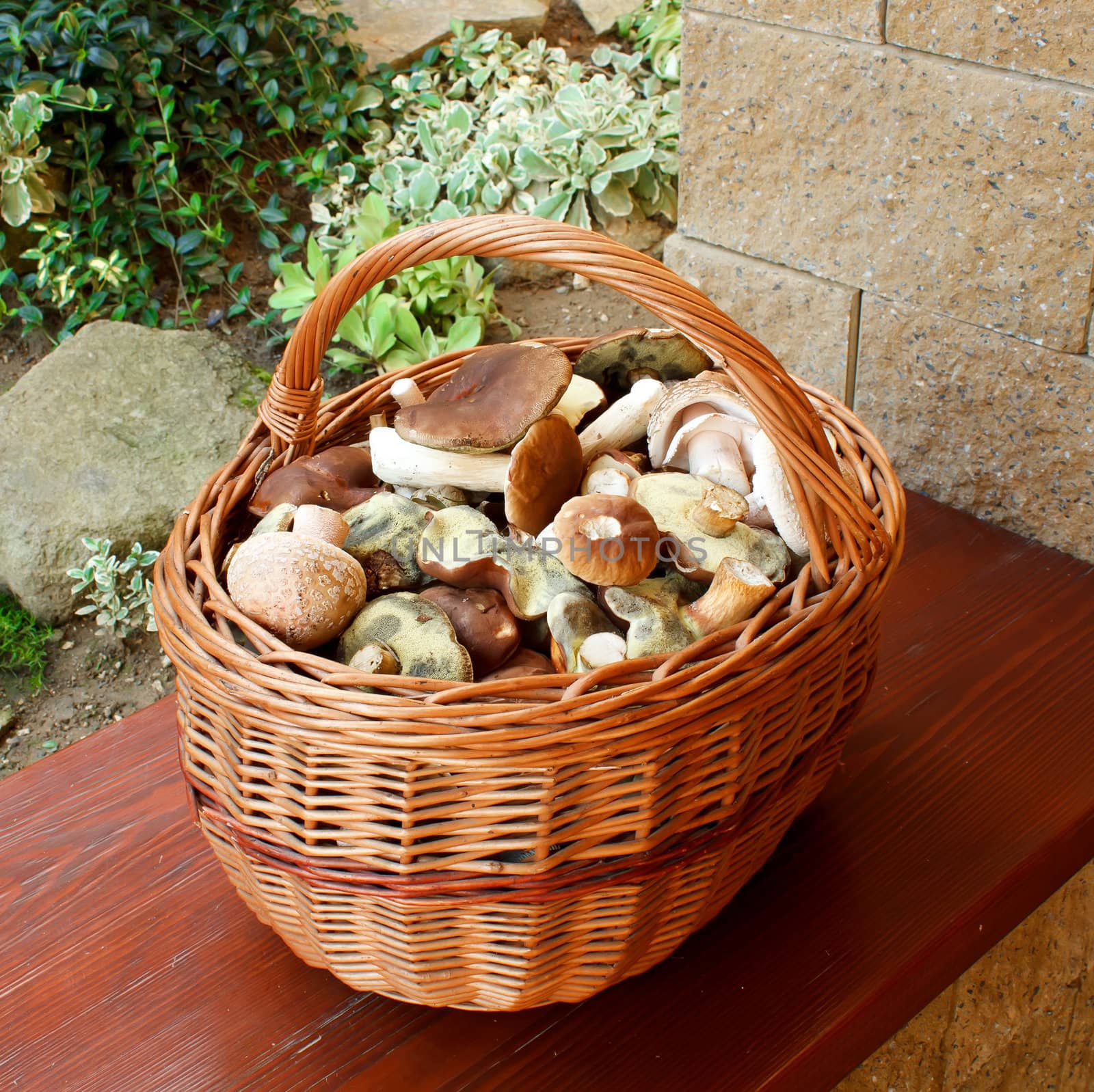 Full basket of fresh autumn mushroom, founded in forest