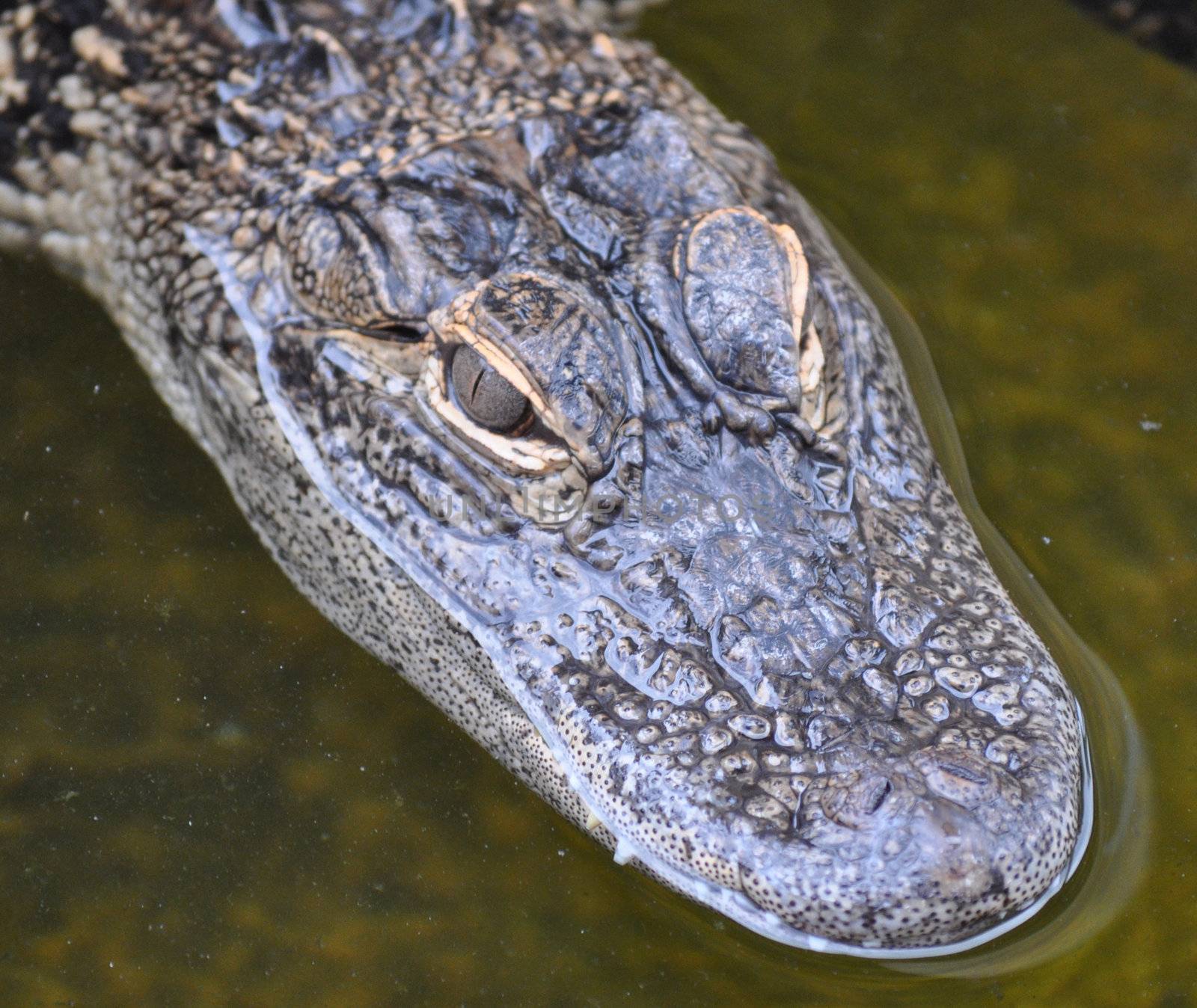 Alligator Eyes by RefocusPhoto