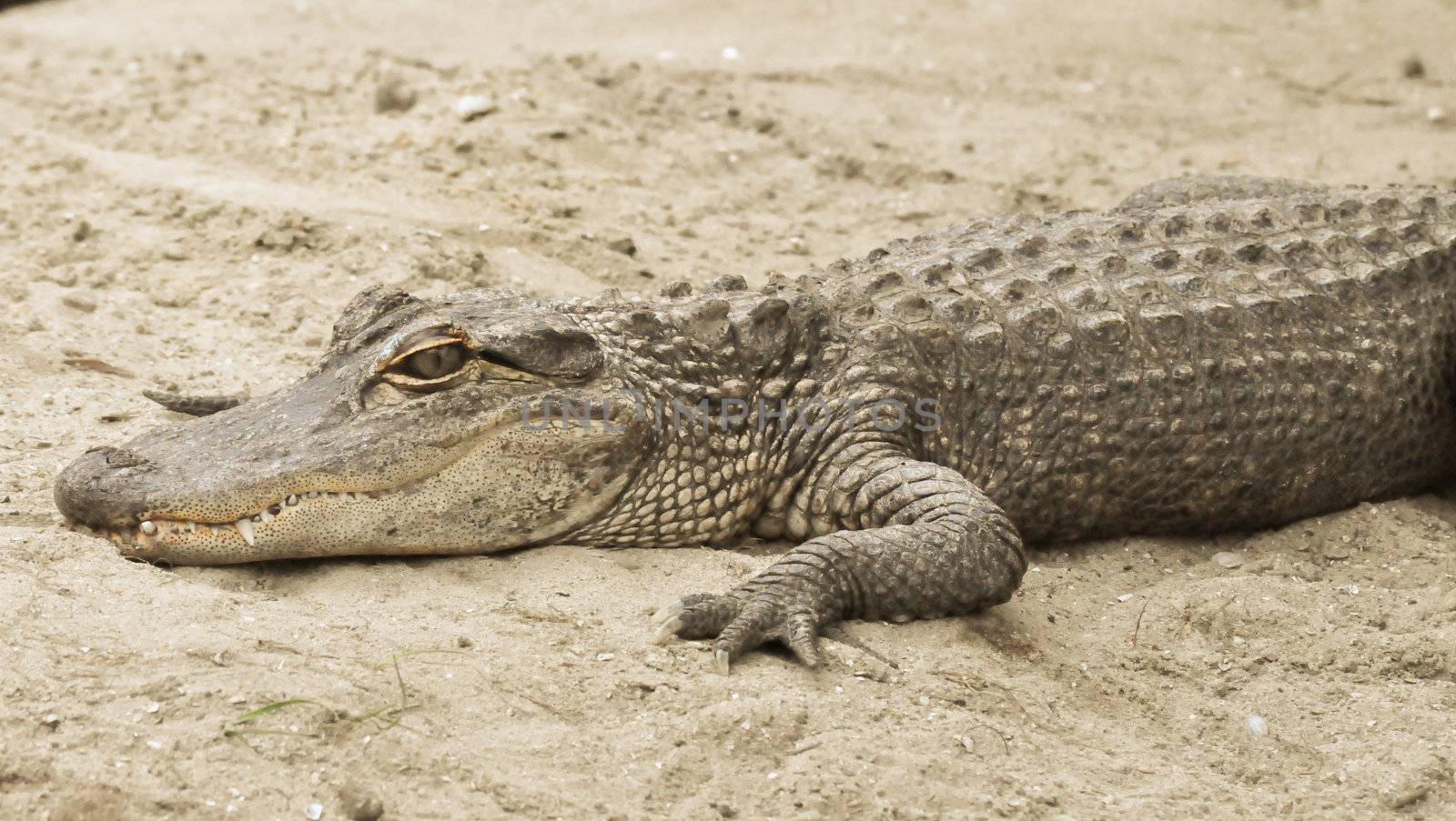 Alligator in the sand by RefocusPhoto