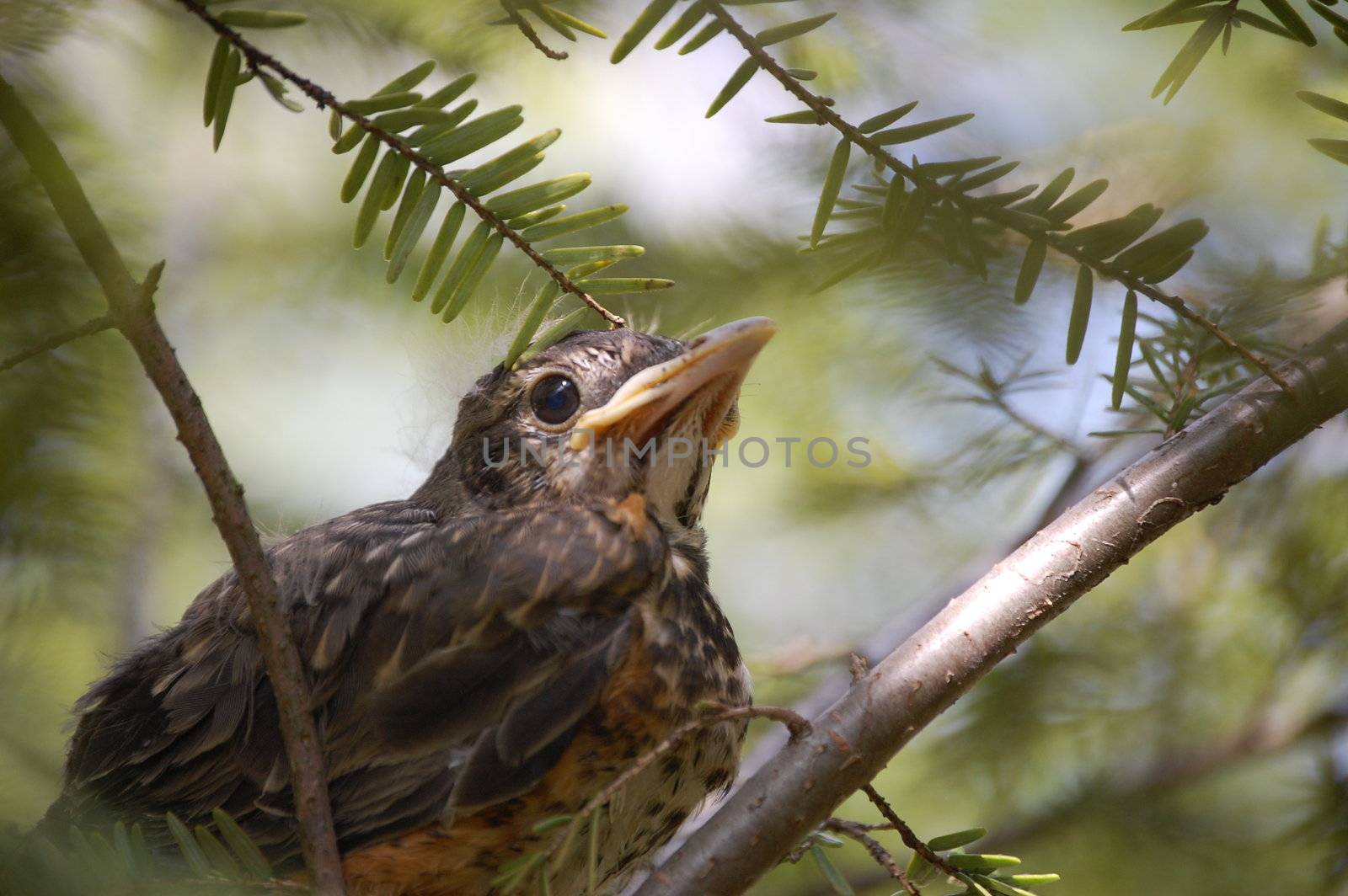 Baby bird background by RefocusPhoto