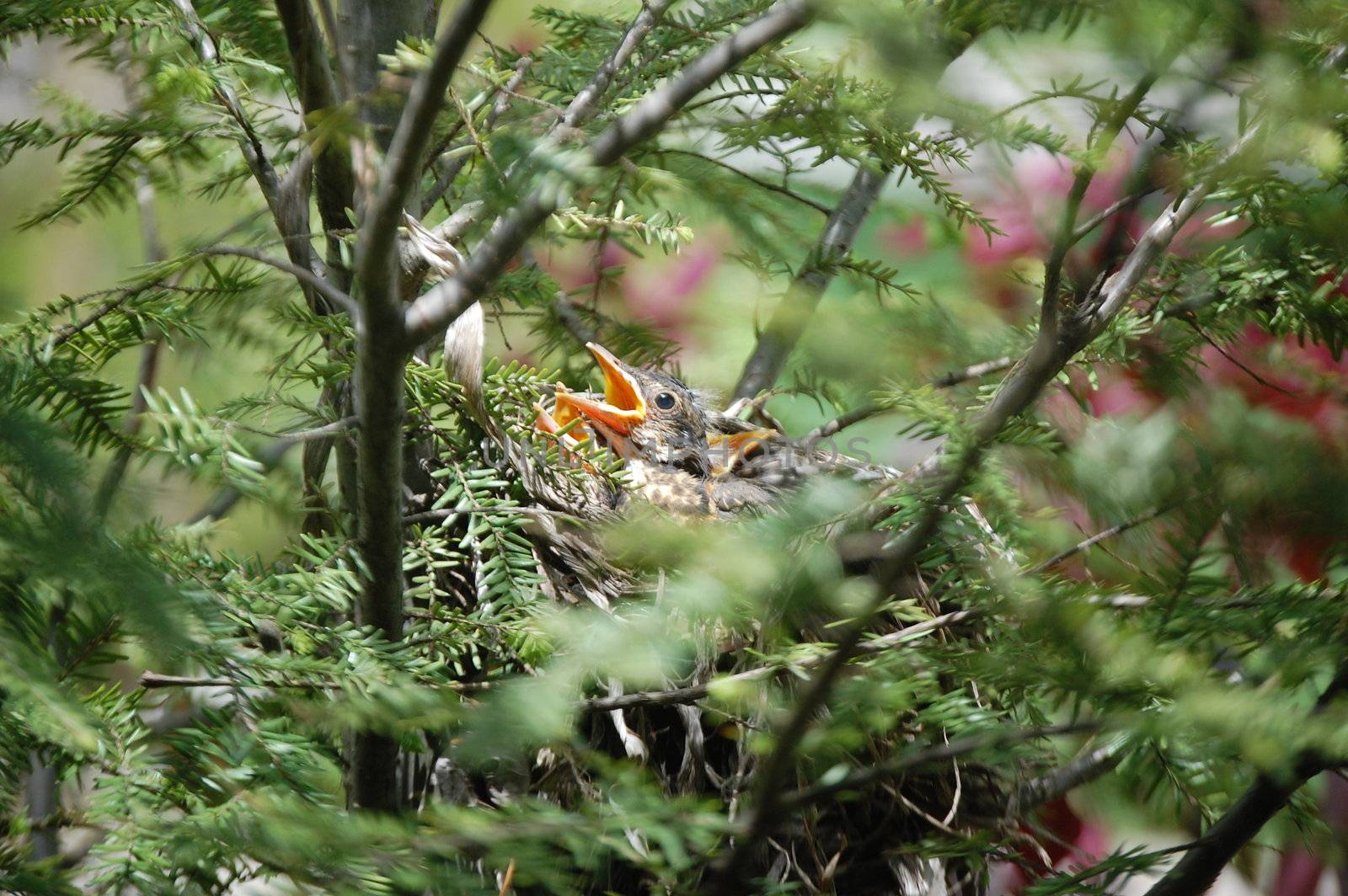 Baby Bird Beaks looking for food by RefocusPhoto