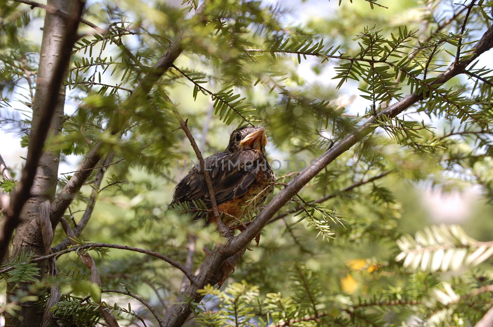 Baby bird on a branch