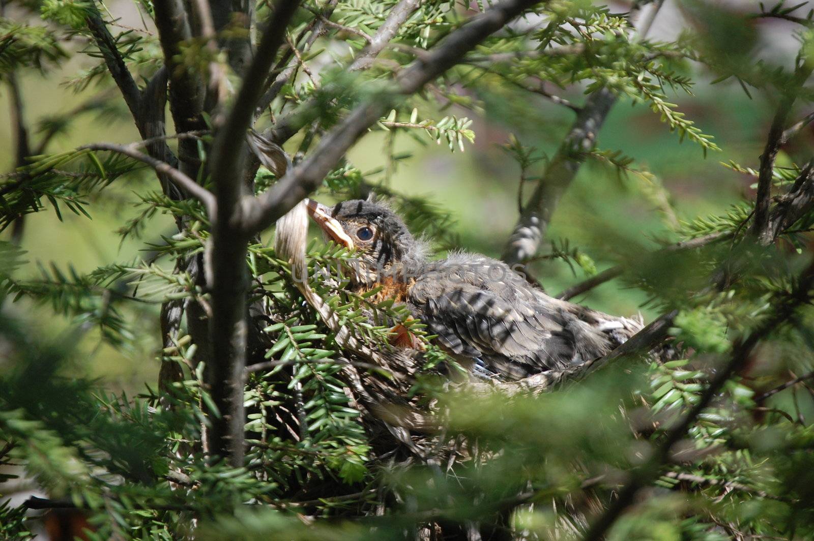 Baby Bird in the trees by RefocusPhoto