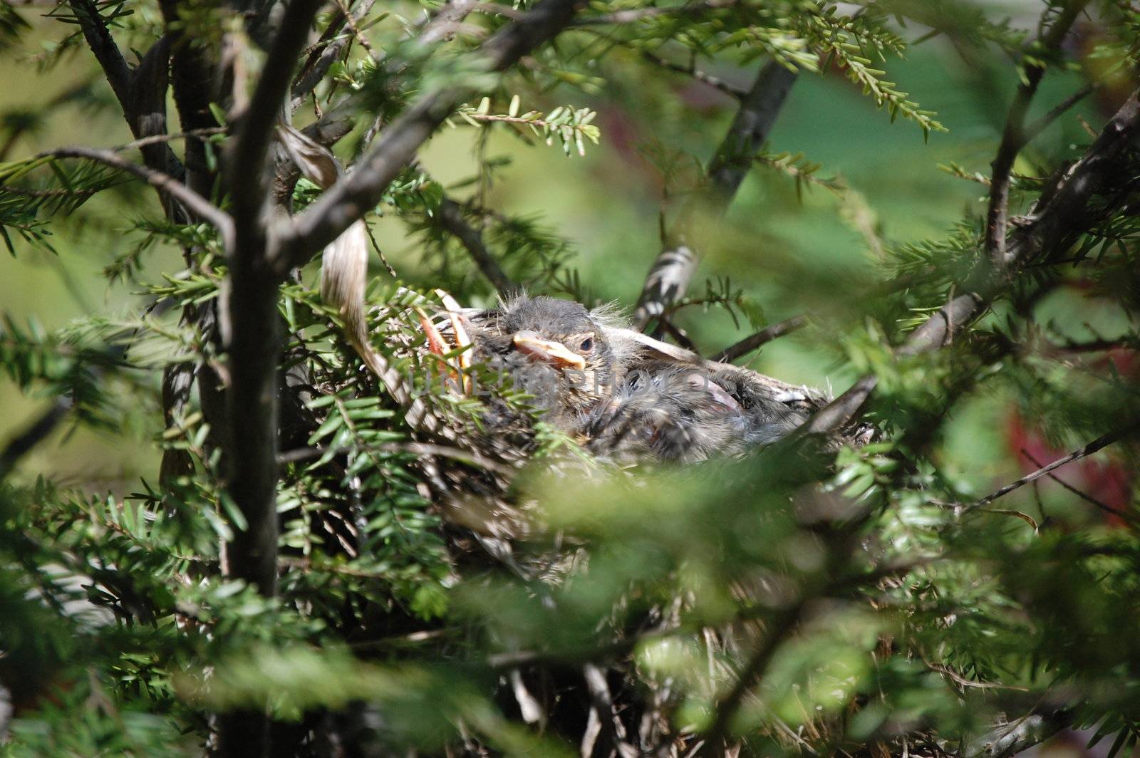 Baby bird lounges in nest