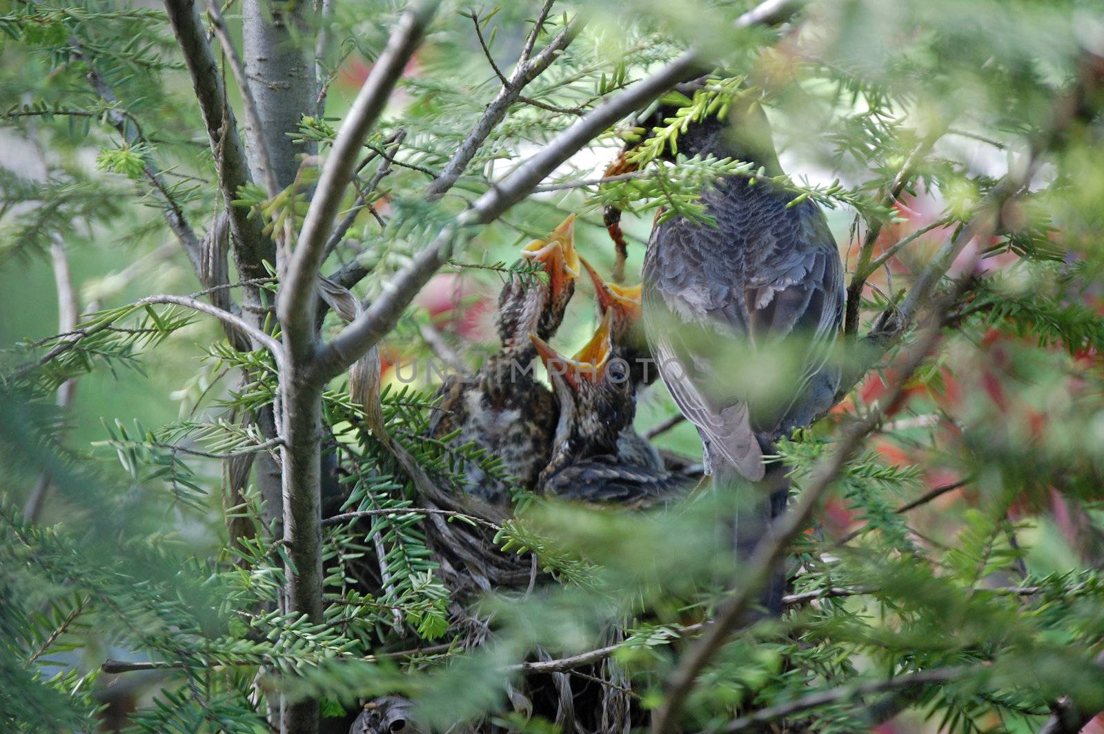 Baby birds being fed by RefocusPhoto