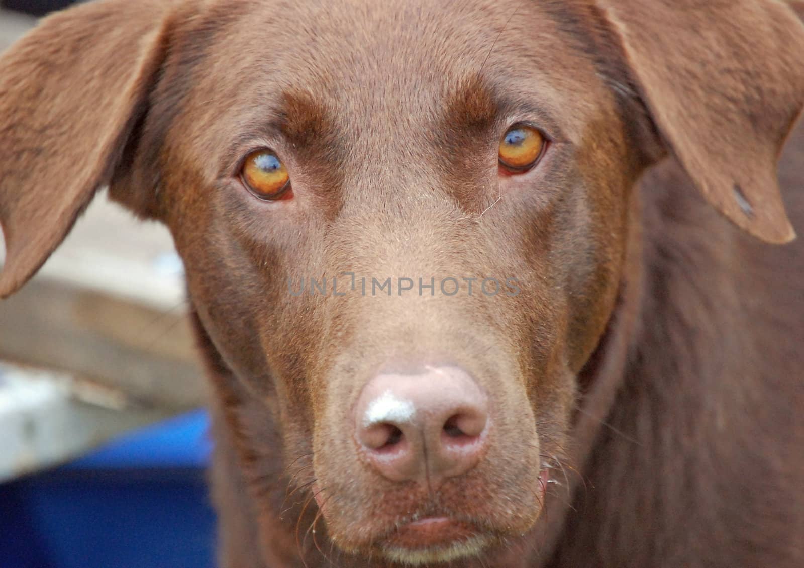 Brown dog stares by RefocusPhoto