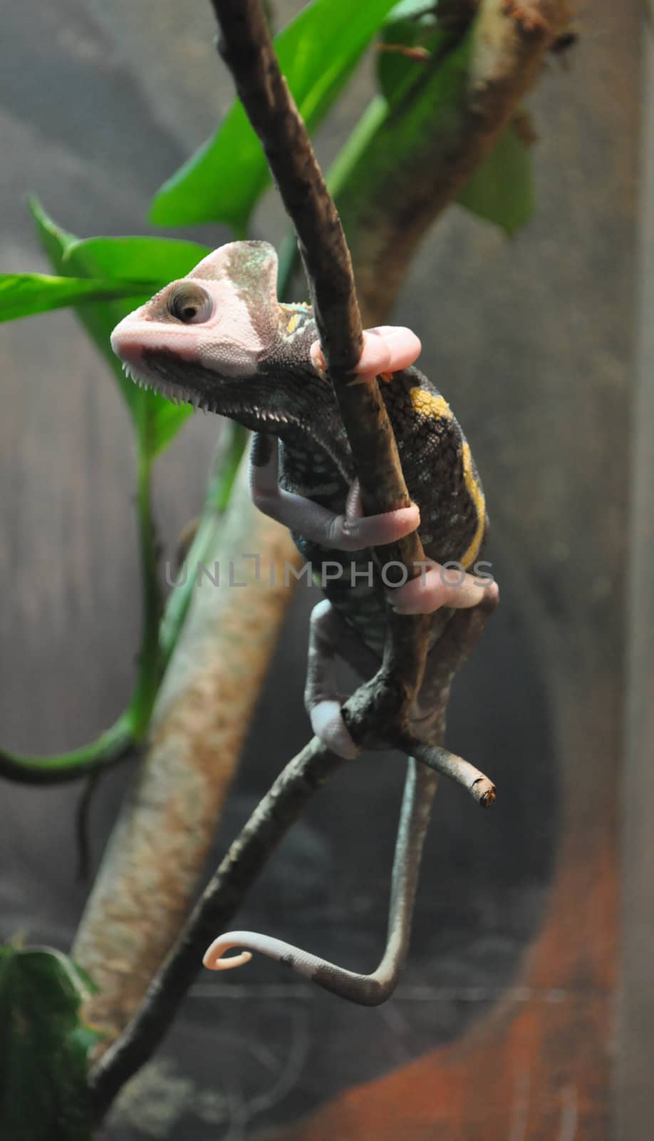 Clinging Pink Lizard by RefocusPhoto