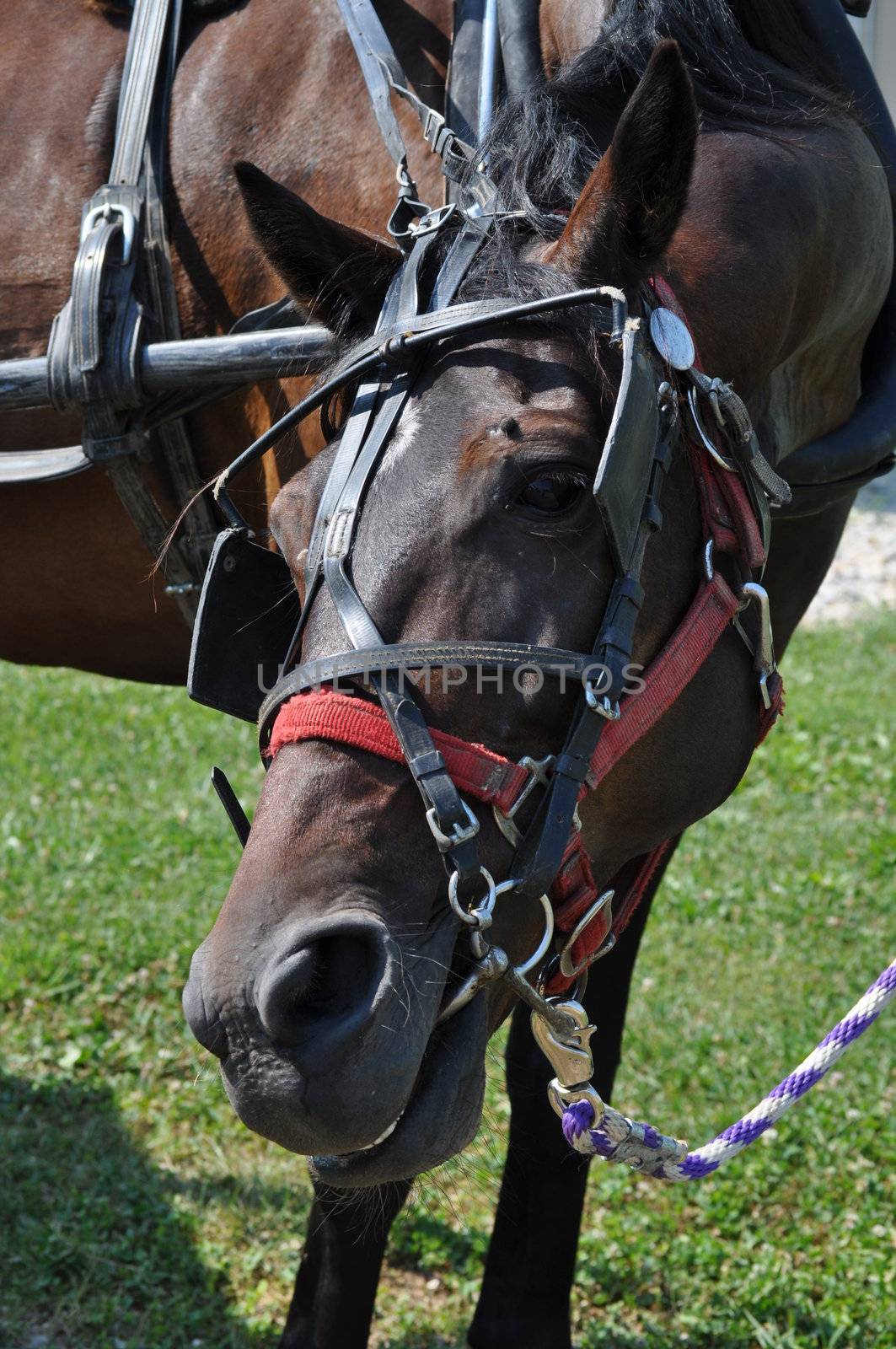 Horse is speaking by RefocusPhoto