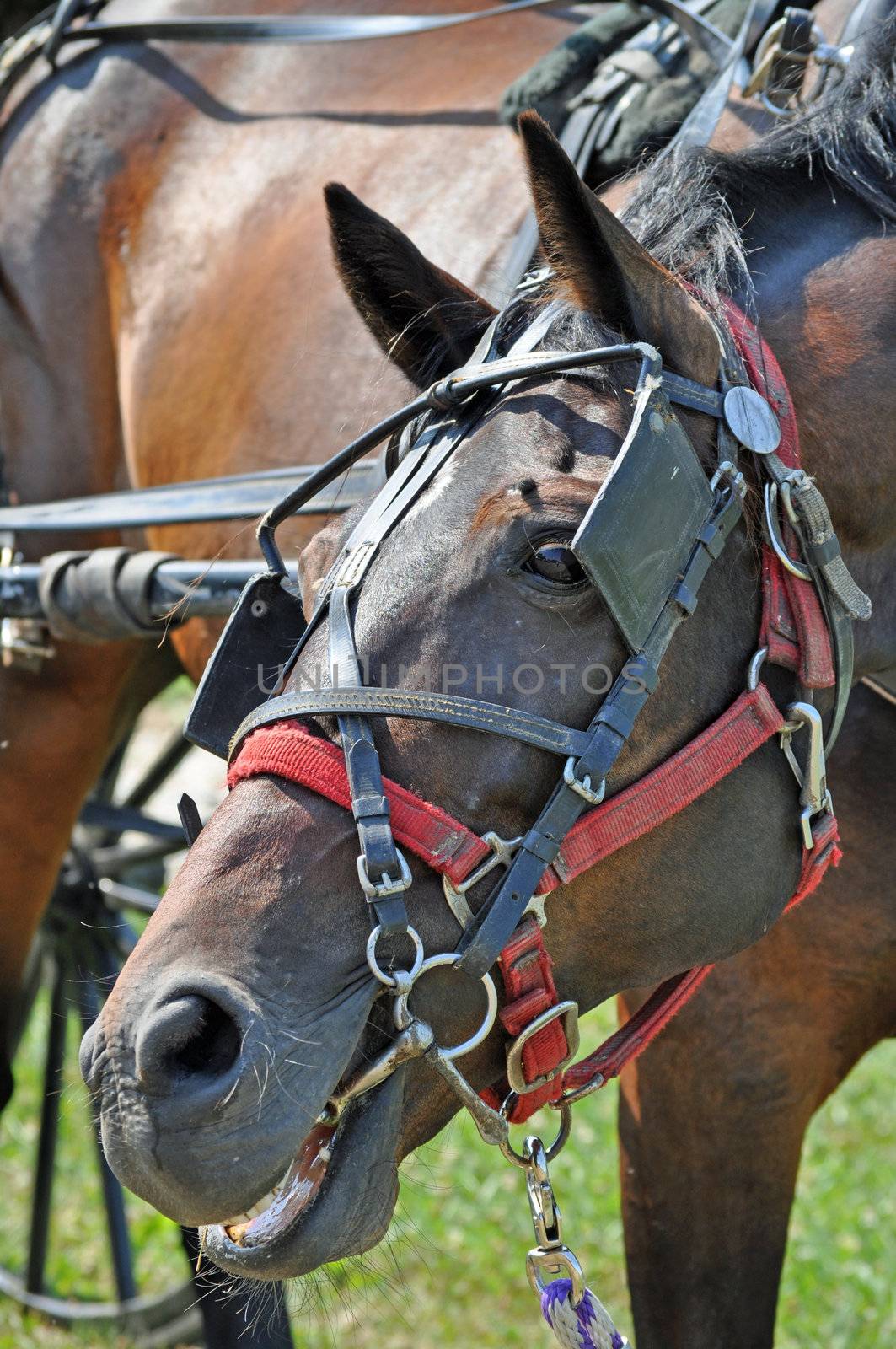Horse Chomps at the bit by RefocusPhoto