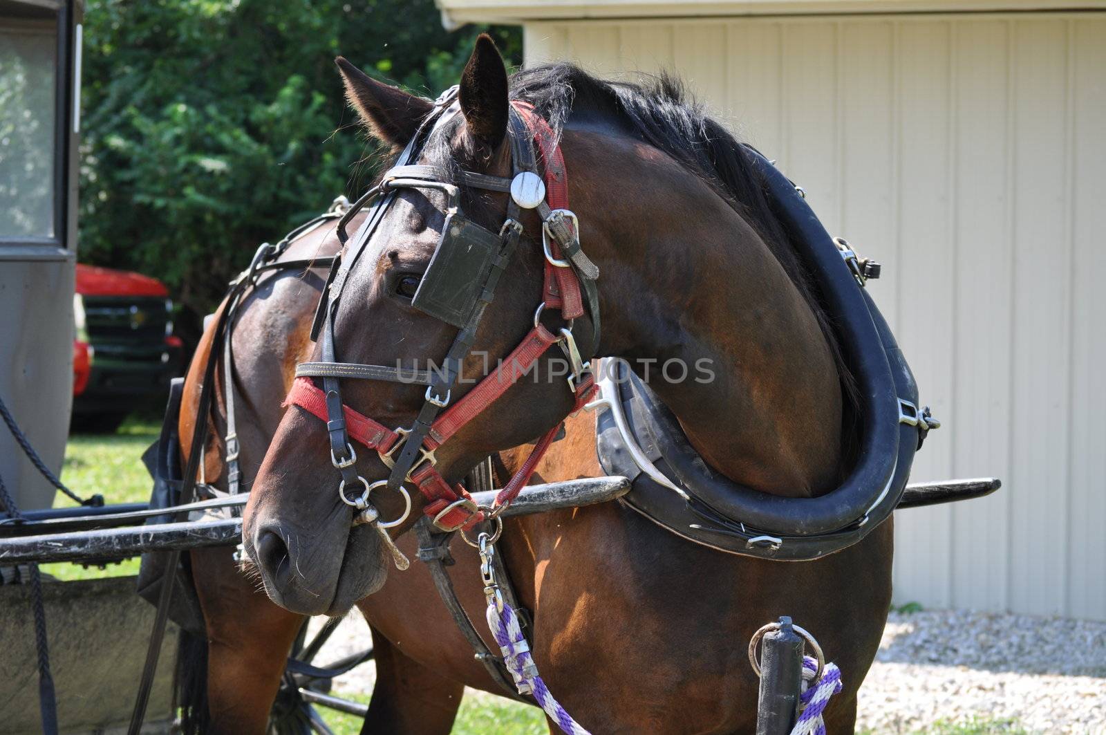 Horse turns his head