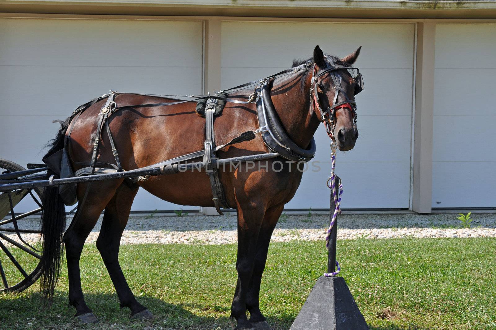 Horse tethered by RefocusPhoto