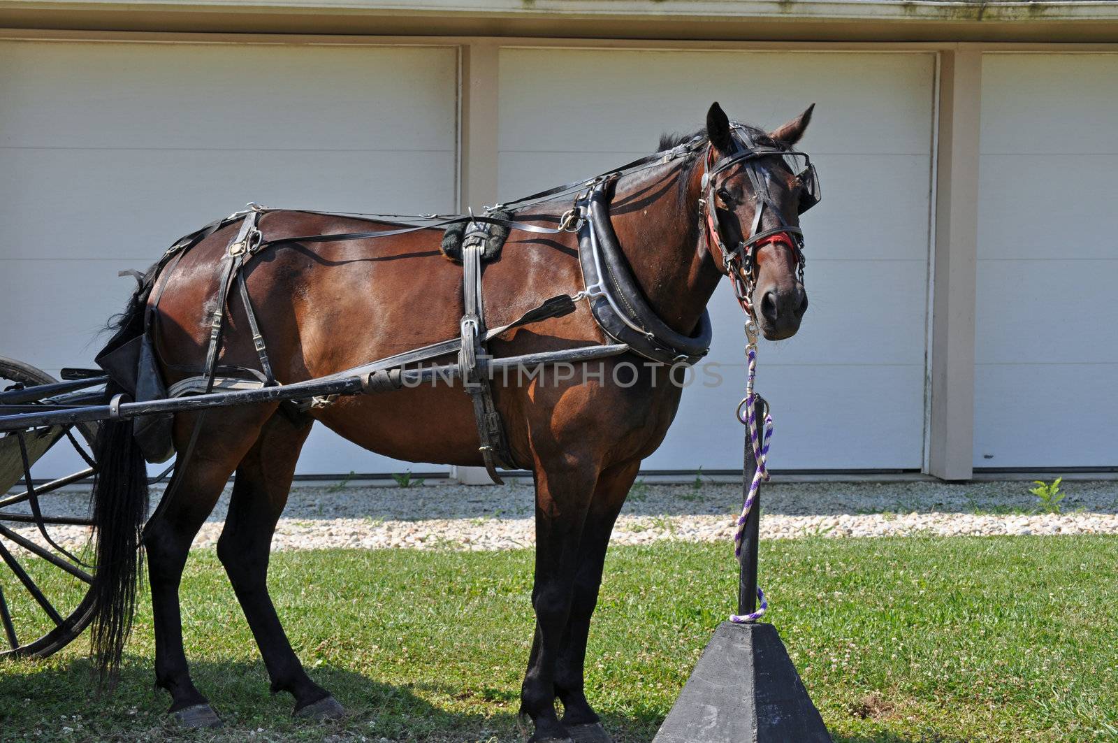 Horse tethered