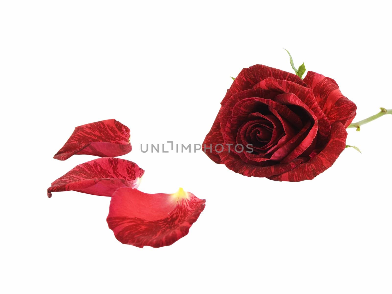 Red rose and petals isolated on a white background