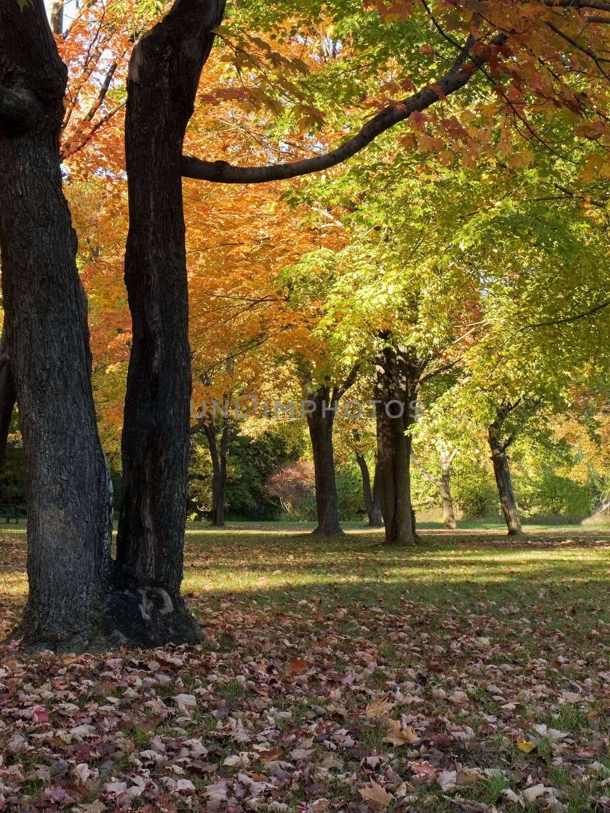 Autumn scenery with leaves changing colors