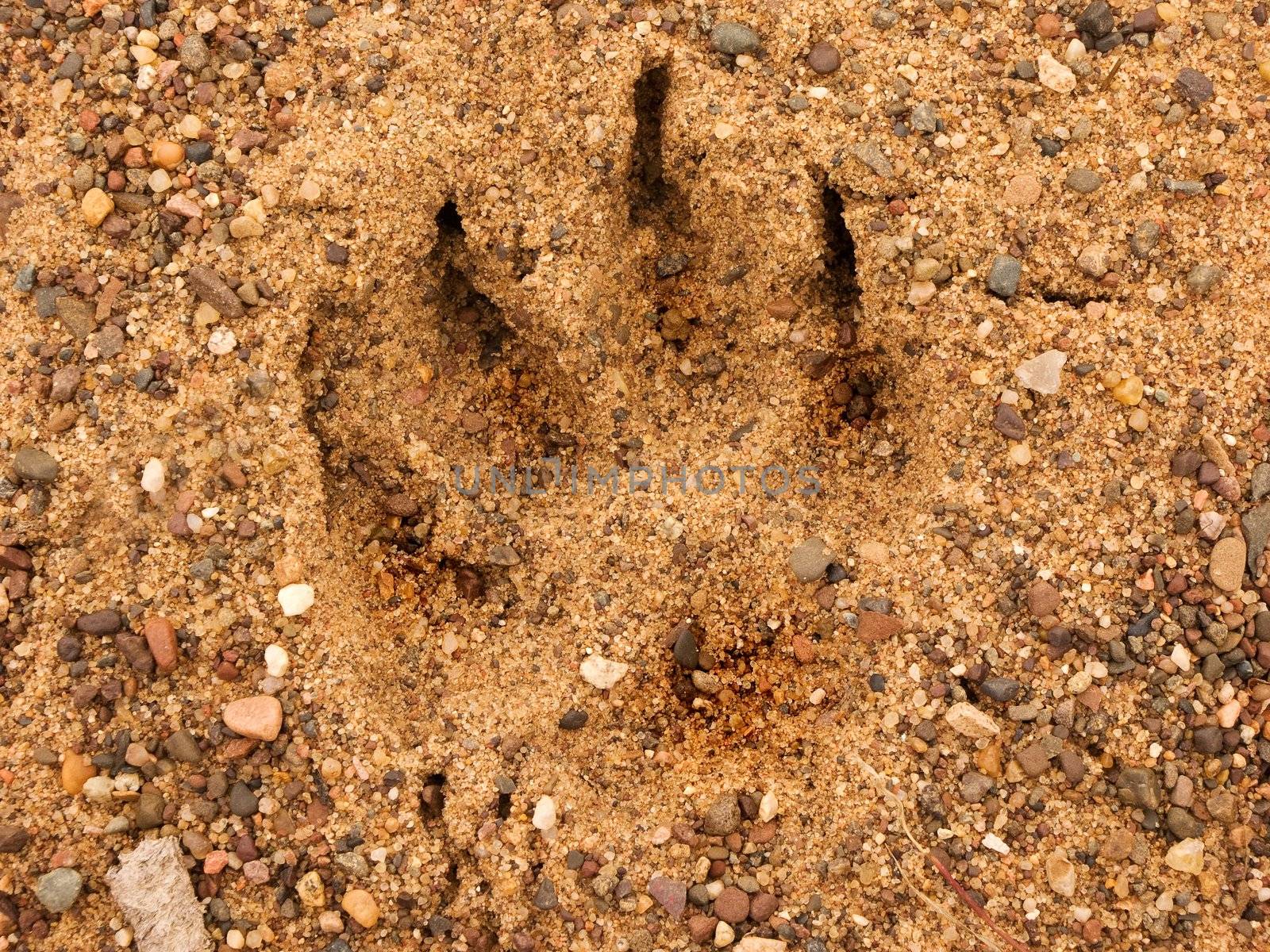 Bear paw print in the sand and rocks