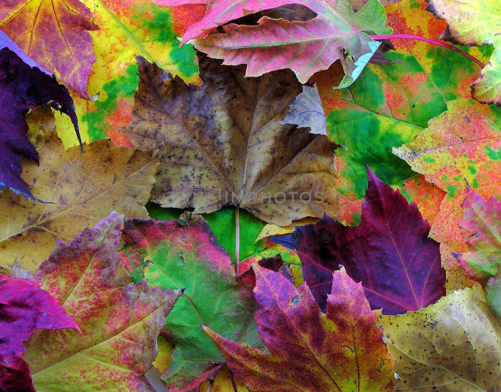Autumn leaves of multiple colors