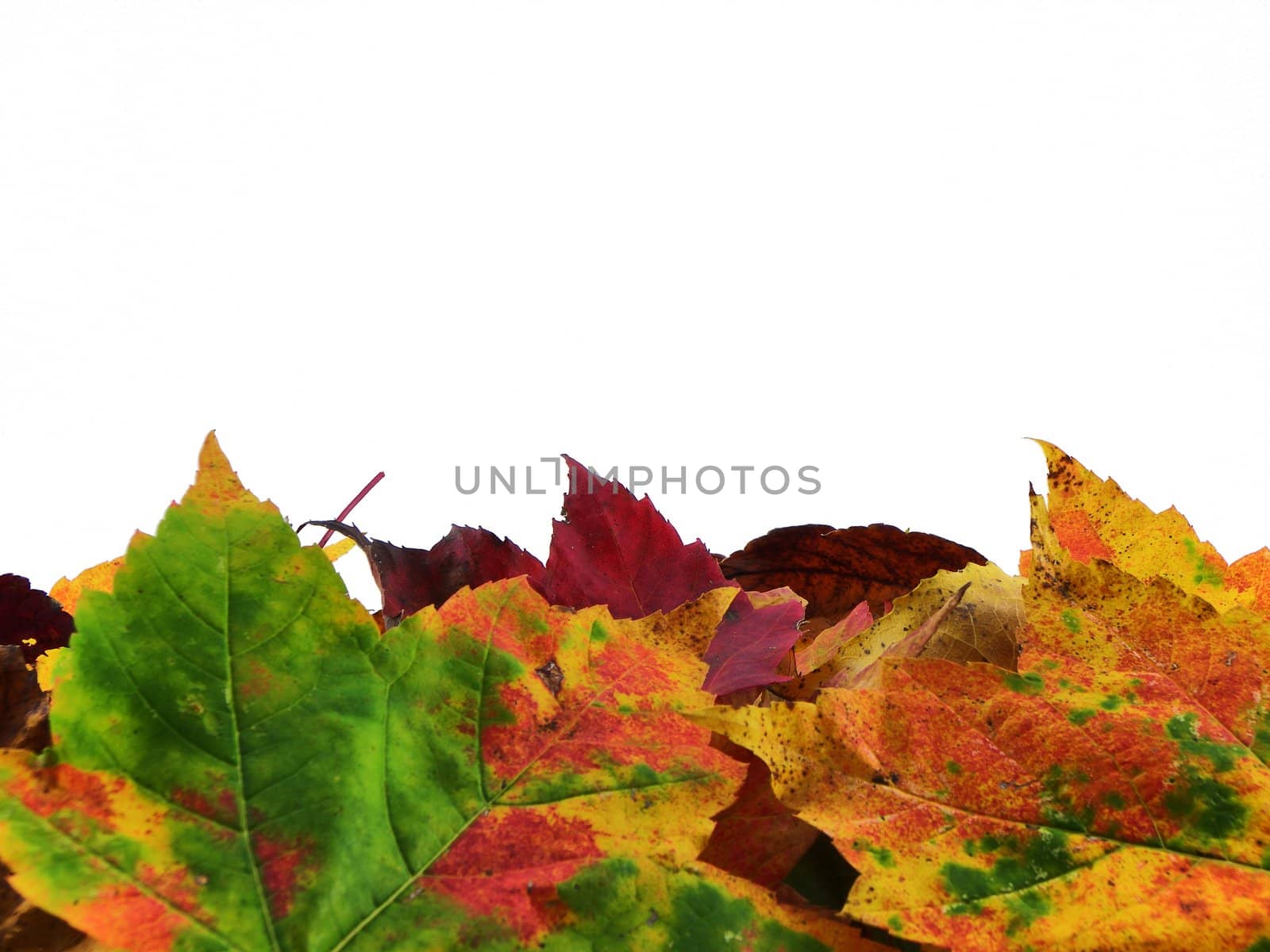 Autumn leaves of multiple colors