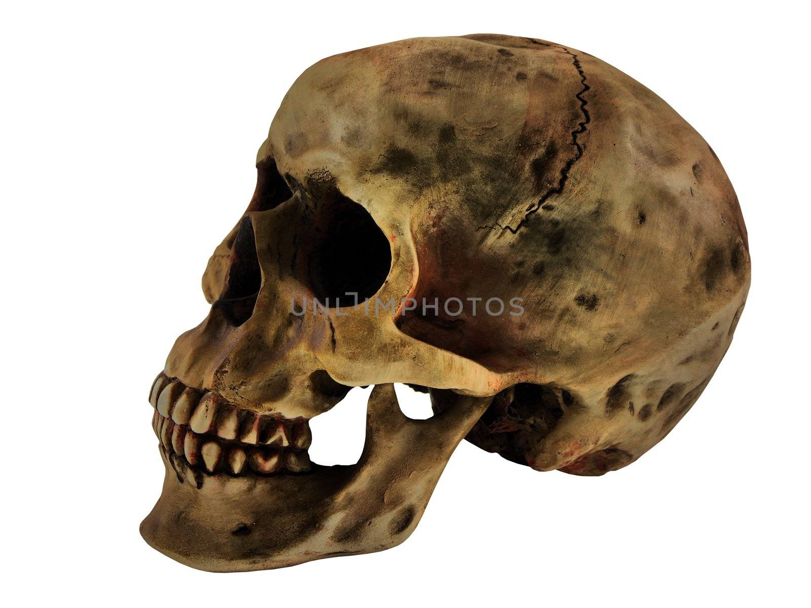 Close up of a human skull isolated on white