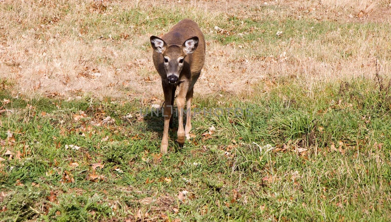 Young deer grazing through the grass