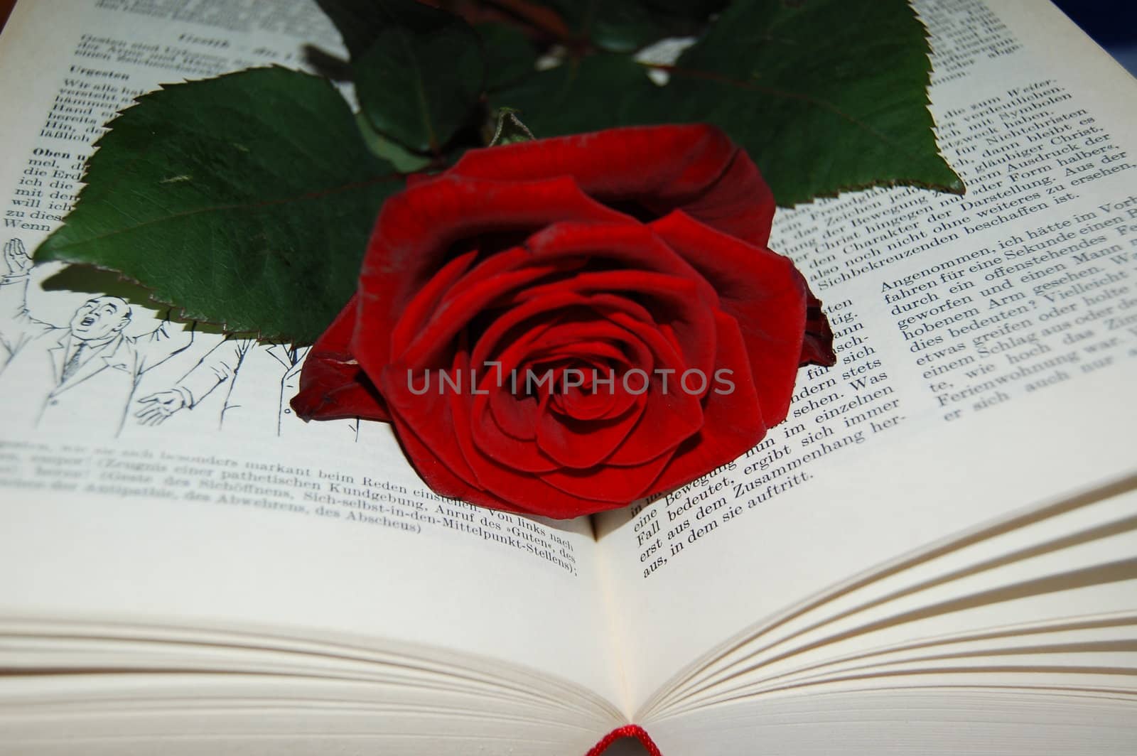 the rose and the book