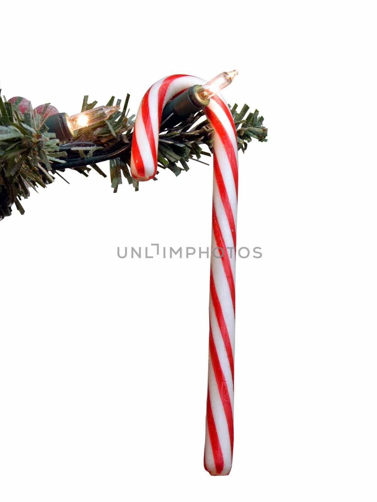 Candy cane hanging from christmas tree limb, isolated on white