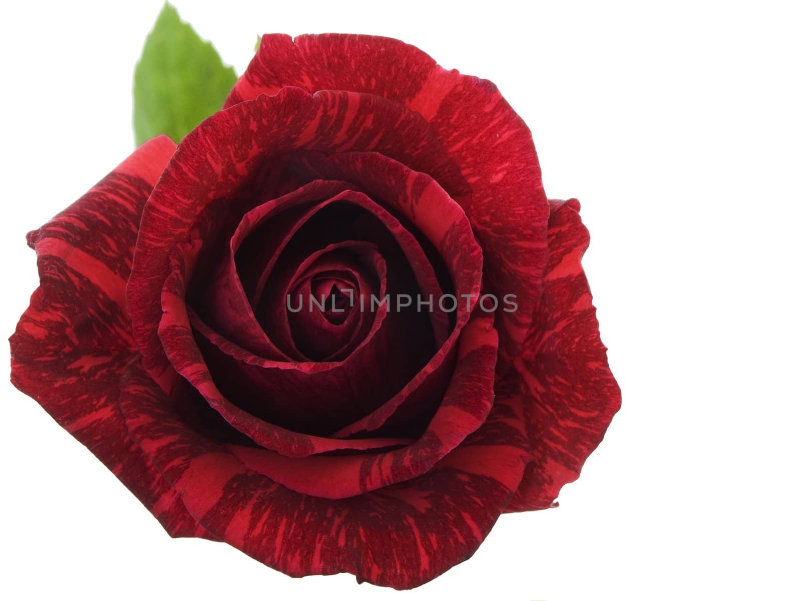 Hybrid red intuition rose isolated on a white background