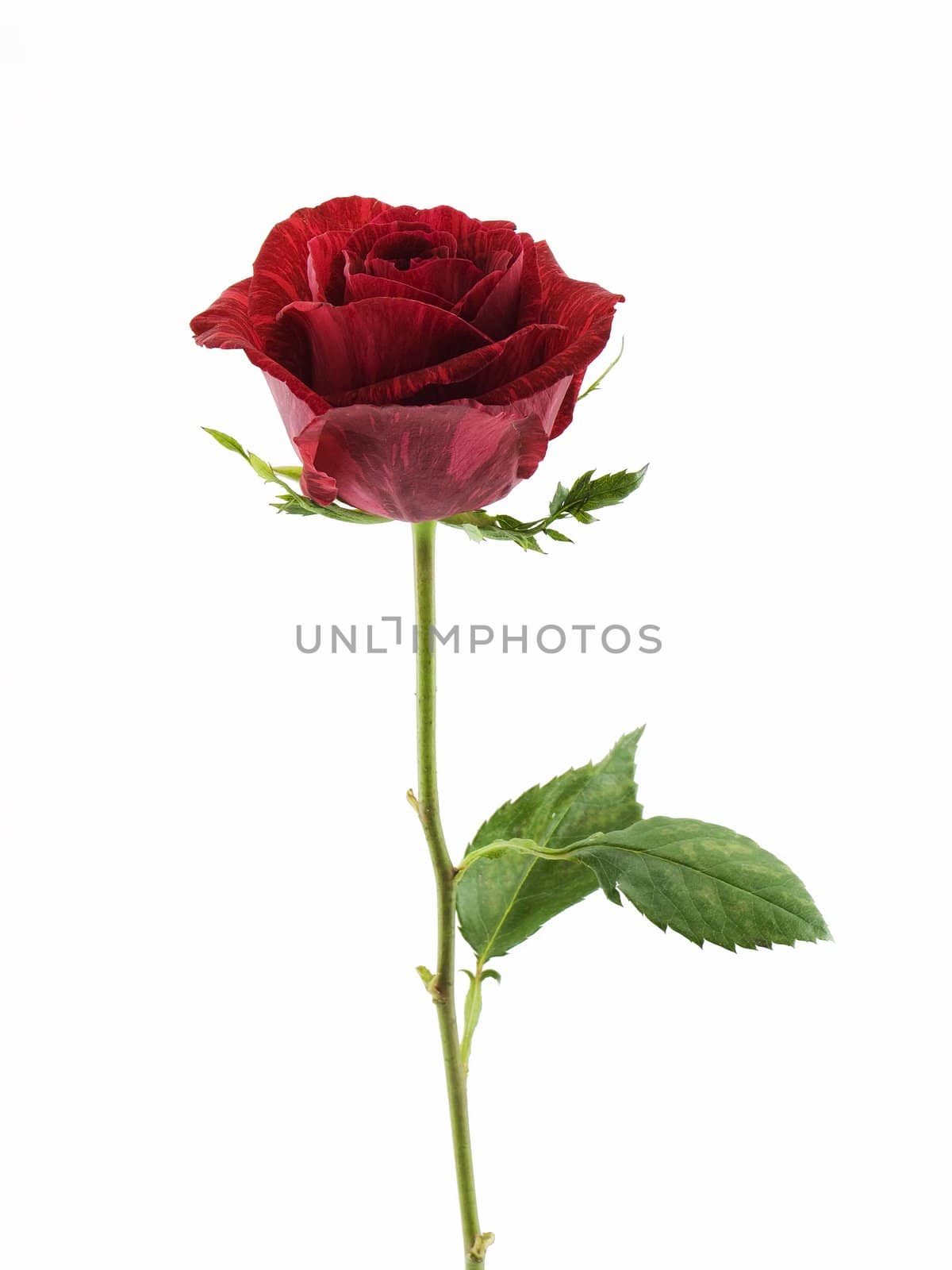 Hybrid red intuition rose isolated on a white background