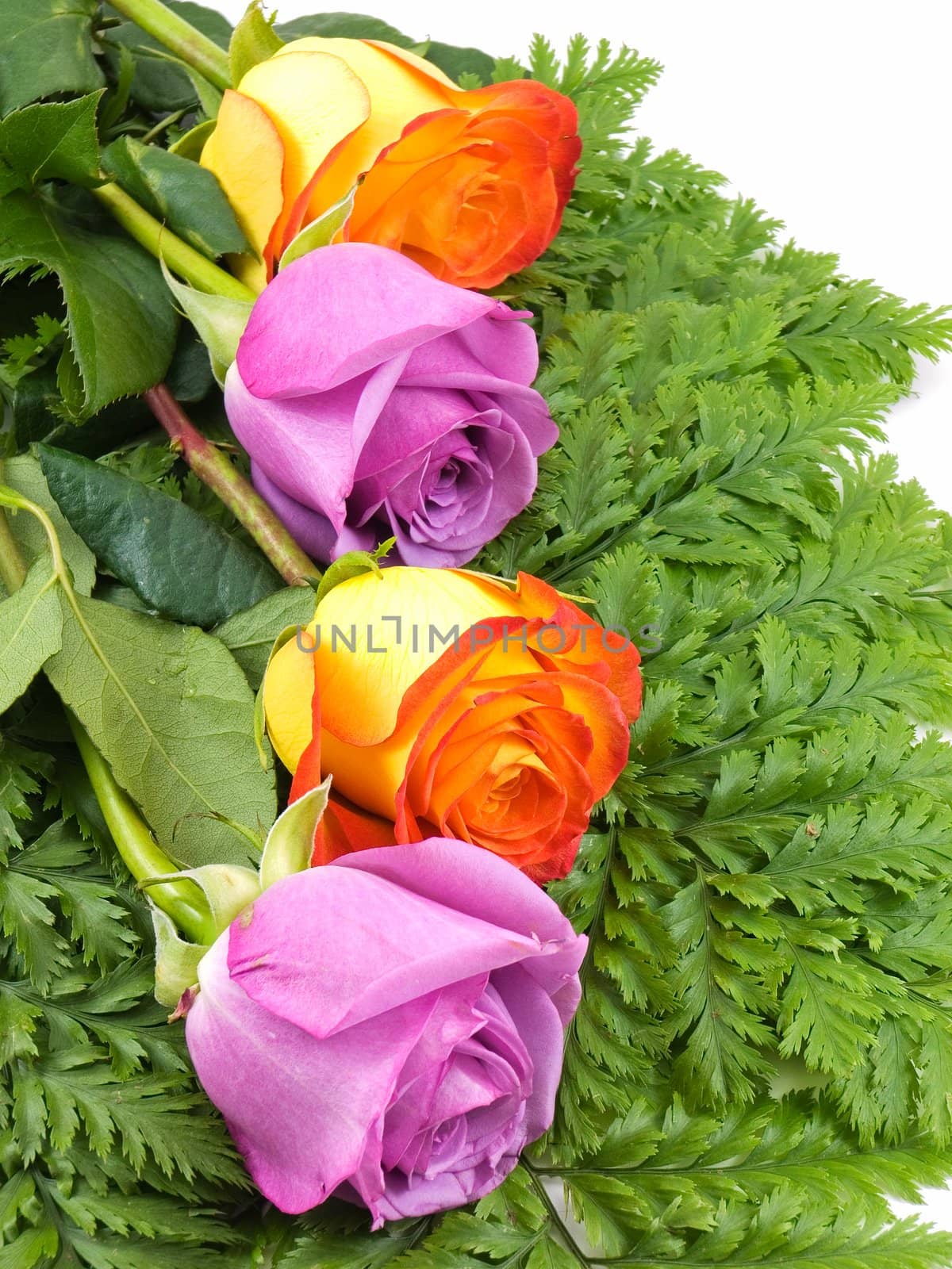 Orange and purgle roses set on ferns