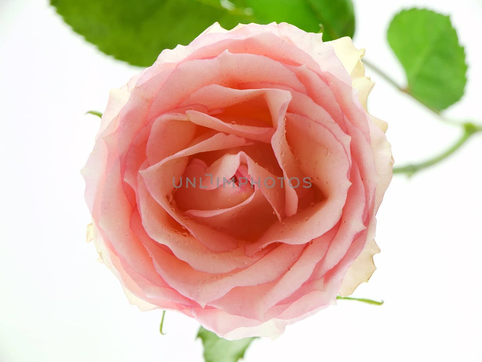 Pink rose with water drops photographed from above