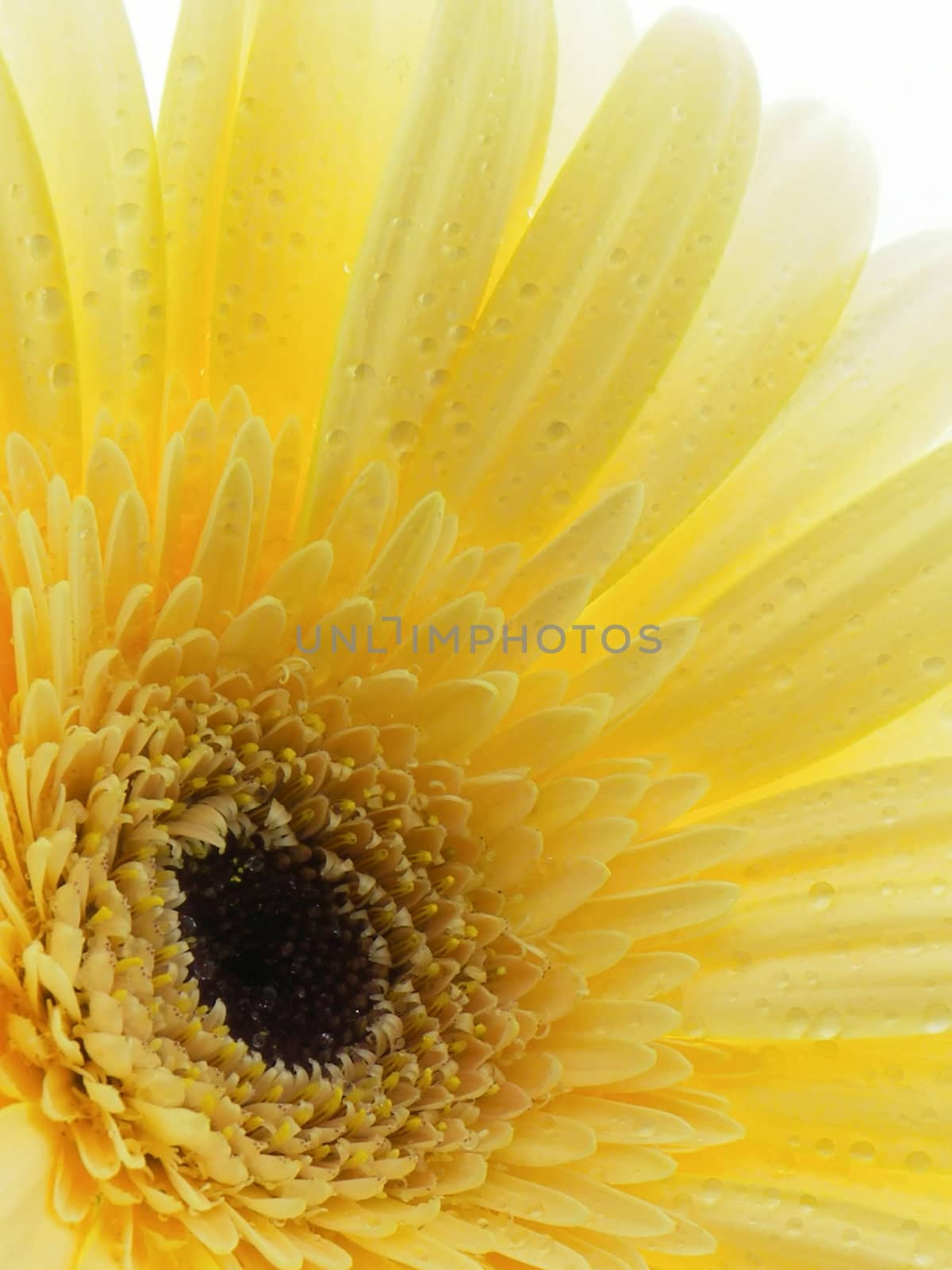 White gerbera daisy isolated on a white background