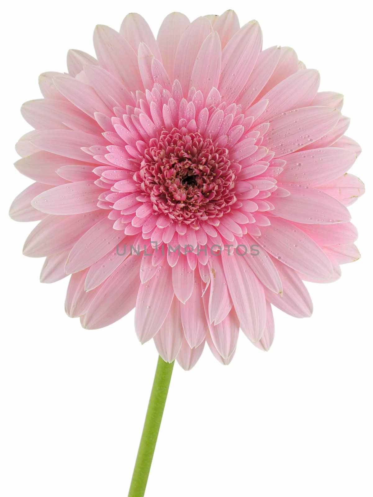 Pink gerbera daisy isolated on a white background