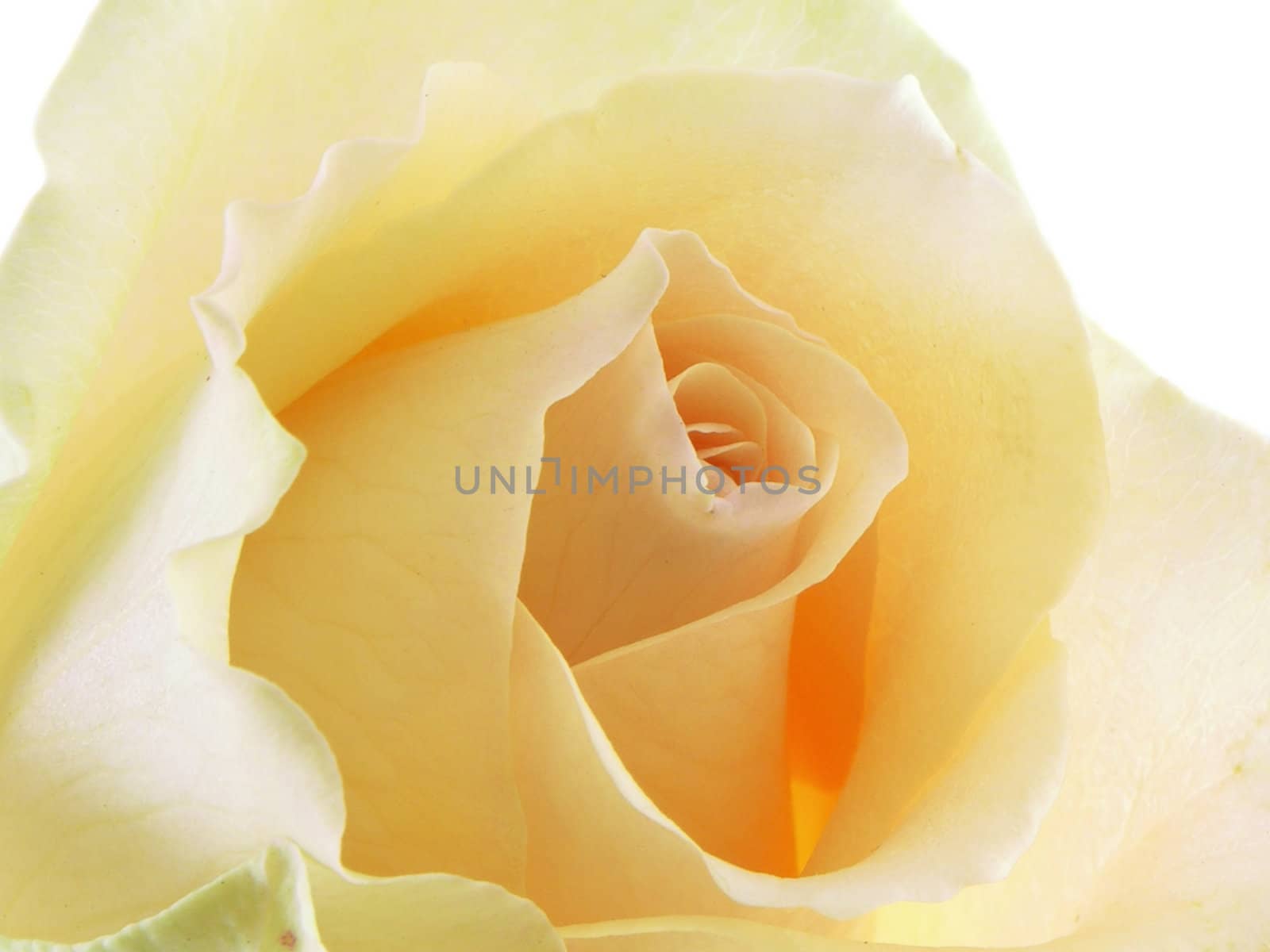 White rose macro isolated on a white background